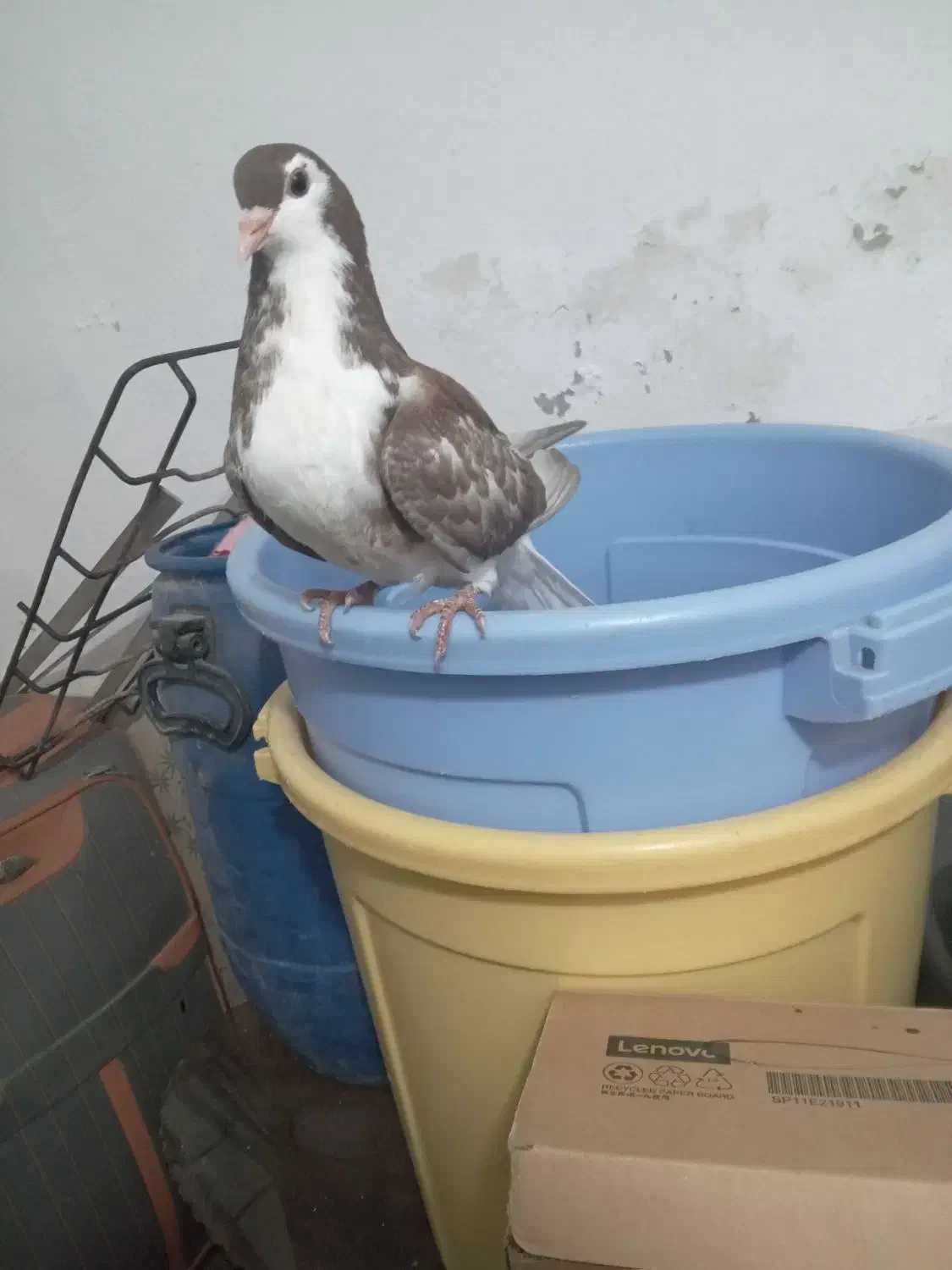 کبوتر دوبالی وطوقی وسبز ساده سرخ|پرنده|گرگان, |دیوار