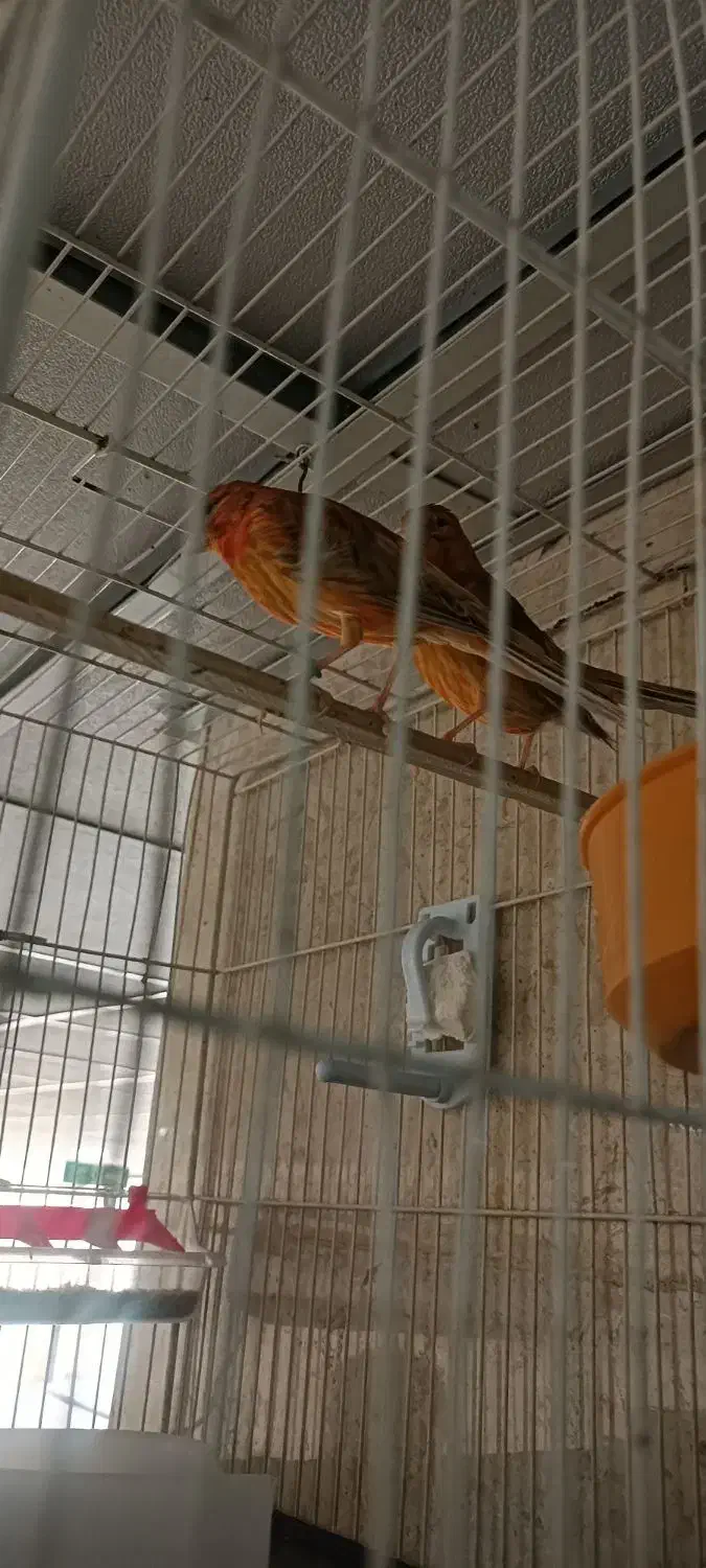 قناری سرخ نرو ماده|پرنده|شیراز, معالیآباد|دیوار