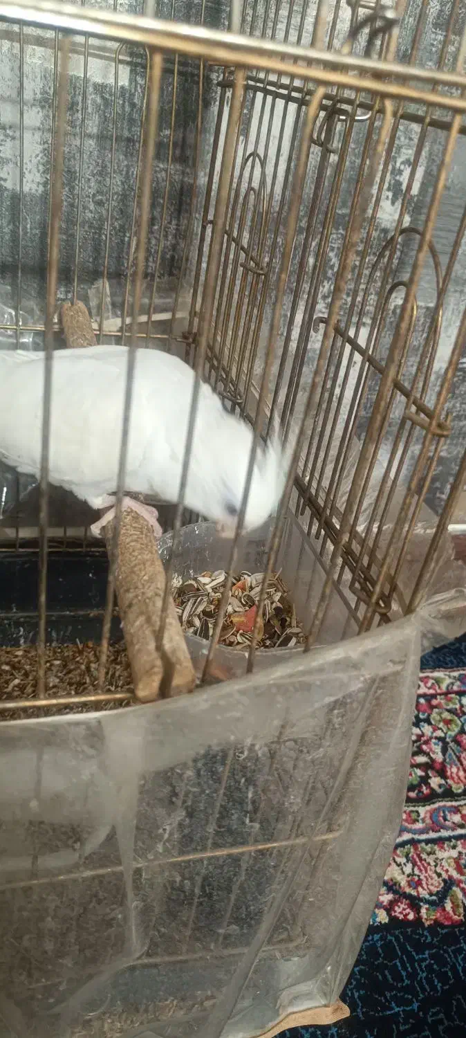 عروس هلندی سخنگو|پرنده|کرمان, |دیوار