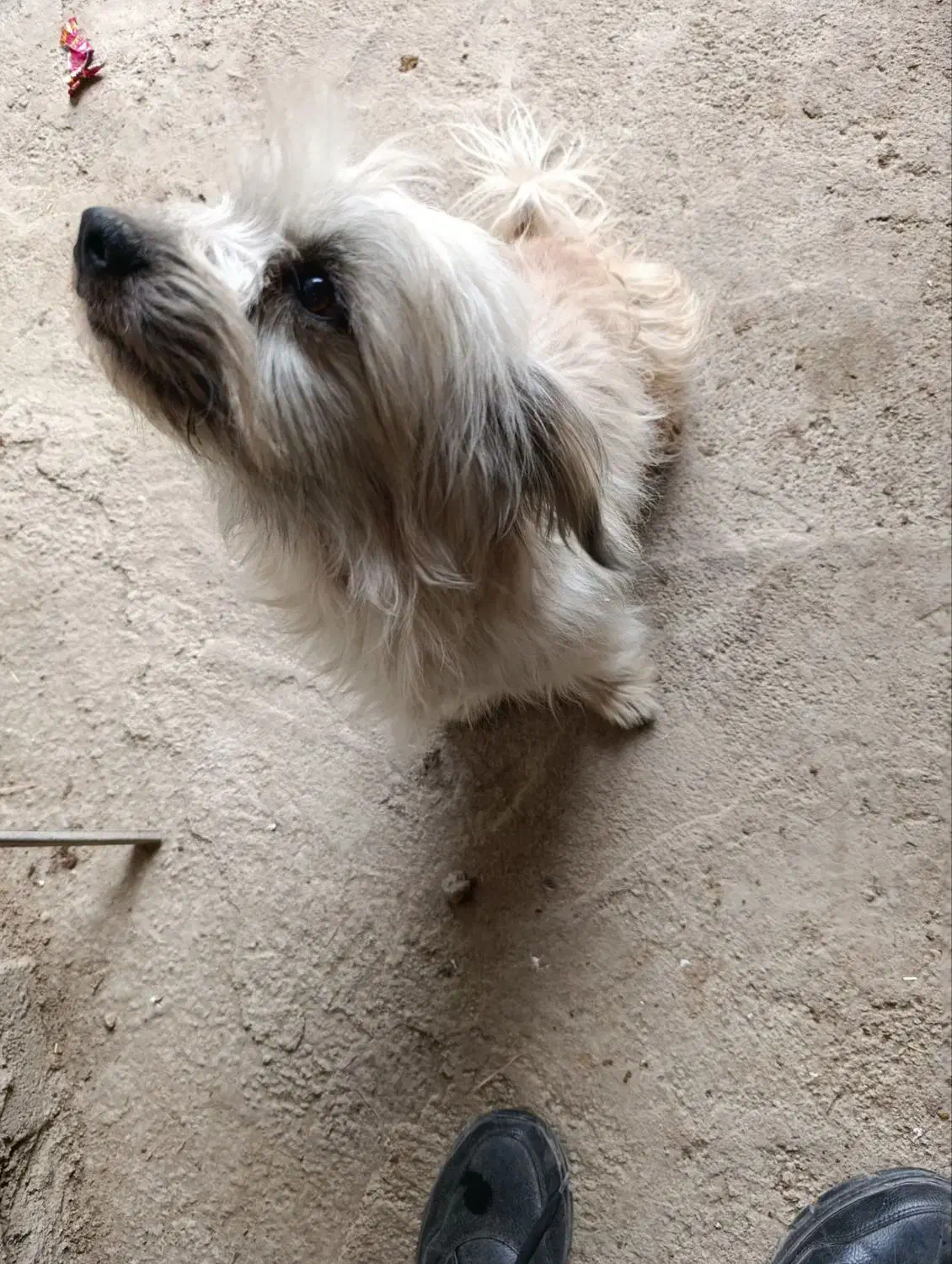 سگ بازی گوش|سگ|اسدآباد, |دیوار