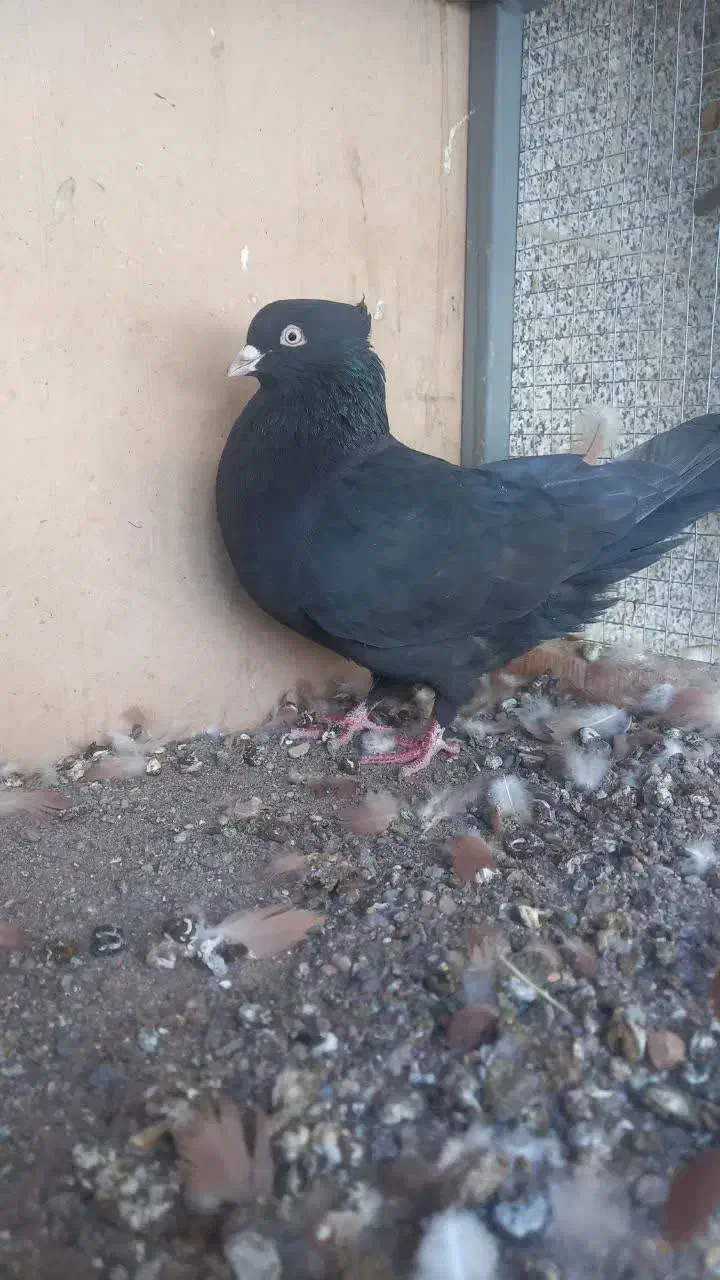 نر و ماده زاغ کلایی|پرنده|کرمان, |دیوار