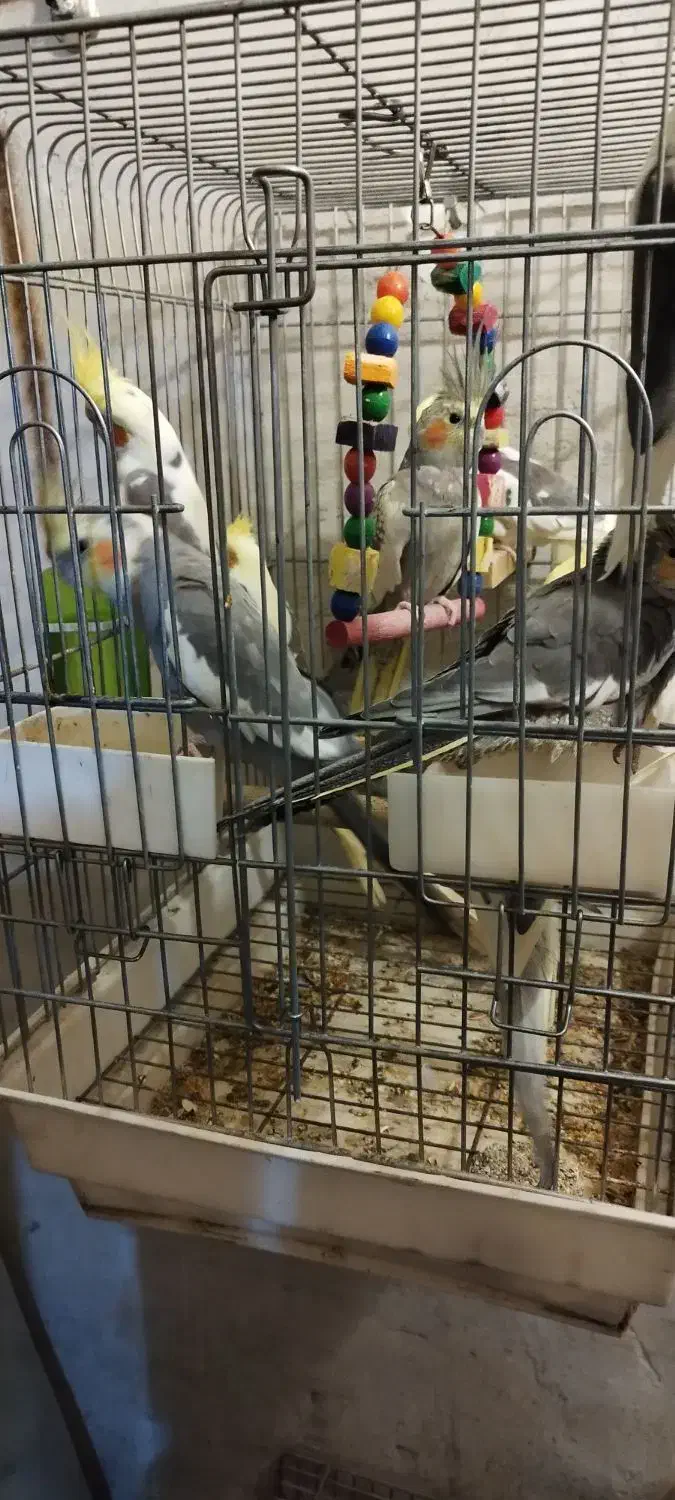 10عدد عروس هلندی رنگهای مختلف منیریه|پرنده|تهران, امیریه|دیوار