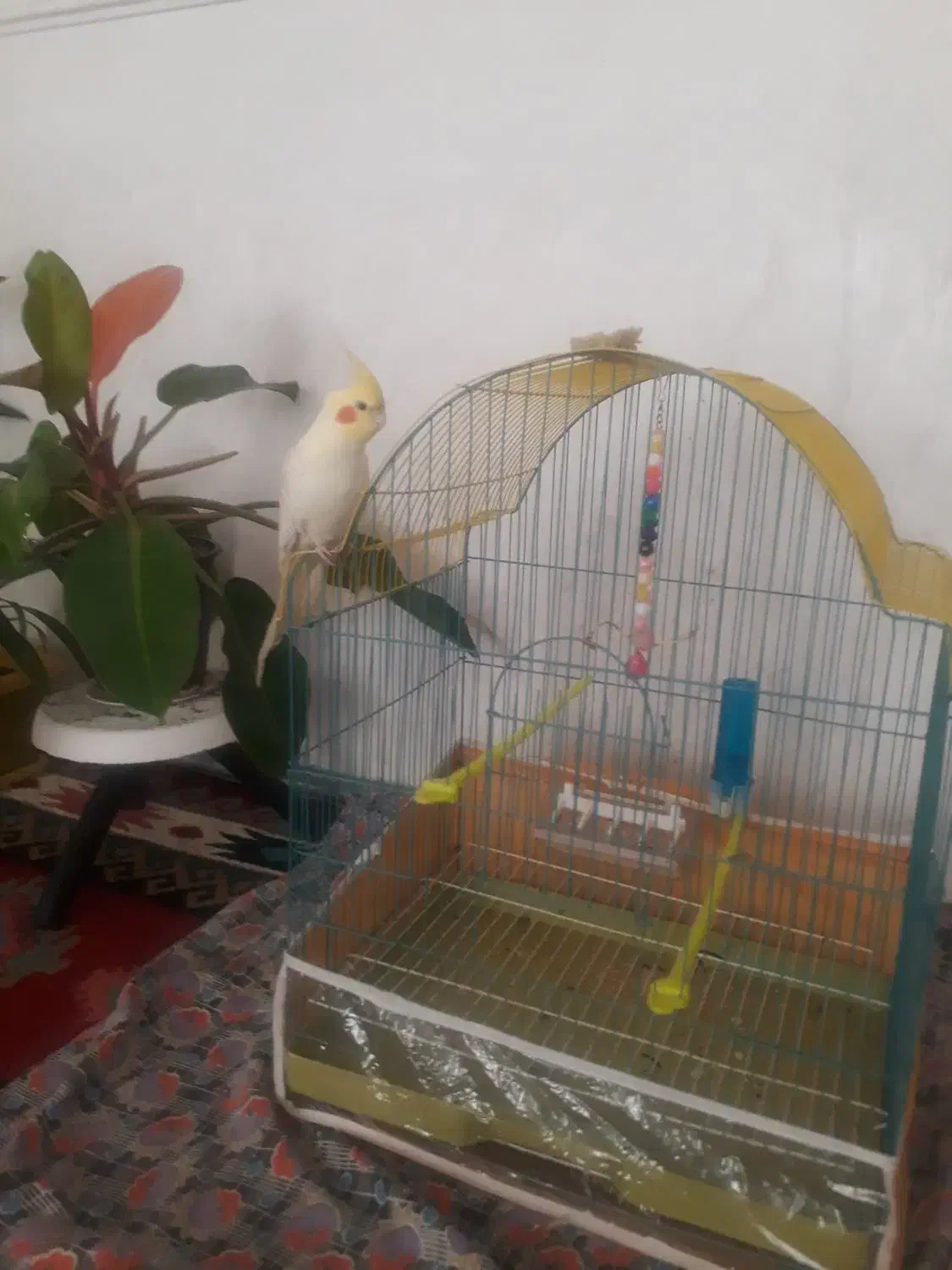 عروس هلندی|پرنده|اهر, |دیوار