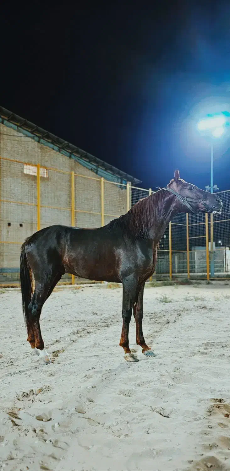 اسب عرب|اسب و تجهیزات اسب‌سواری|چمران, |دیوار