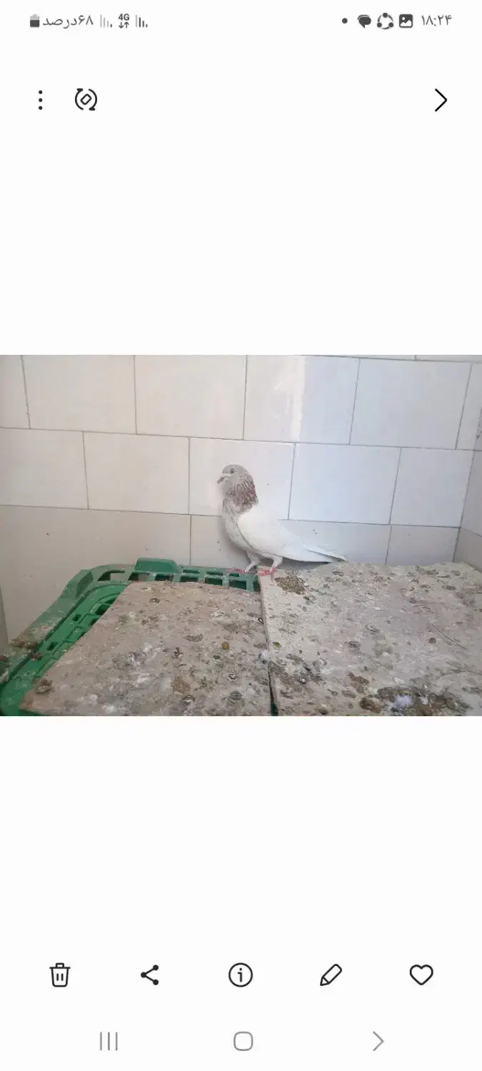 یک عدد کبوتر به فروش میرسد|پرنده|مهدی شهر, |دیوار