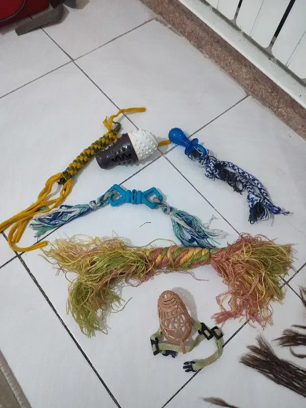 وسایل سرگرمی و بازی سگ و گربه پوزه بند همه باهم|لوازم جانبی حیوانات|رشت, چله خانه|دیوار