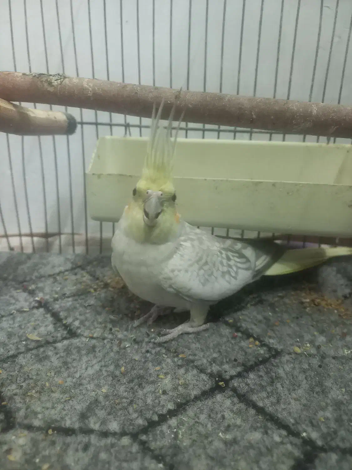 عروسی هلندی|پرنده|گیلوان, |دیوار