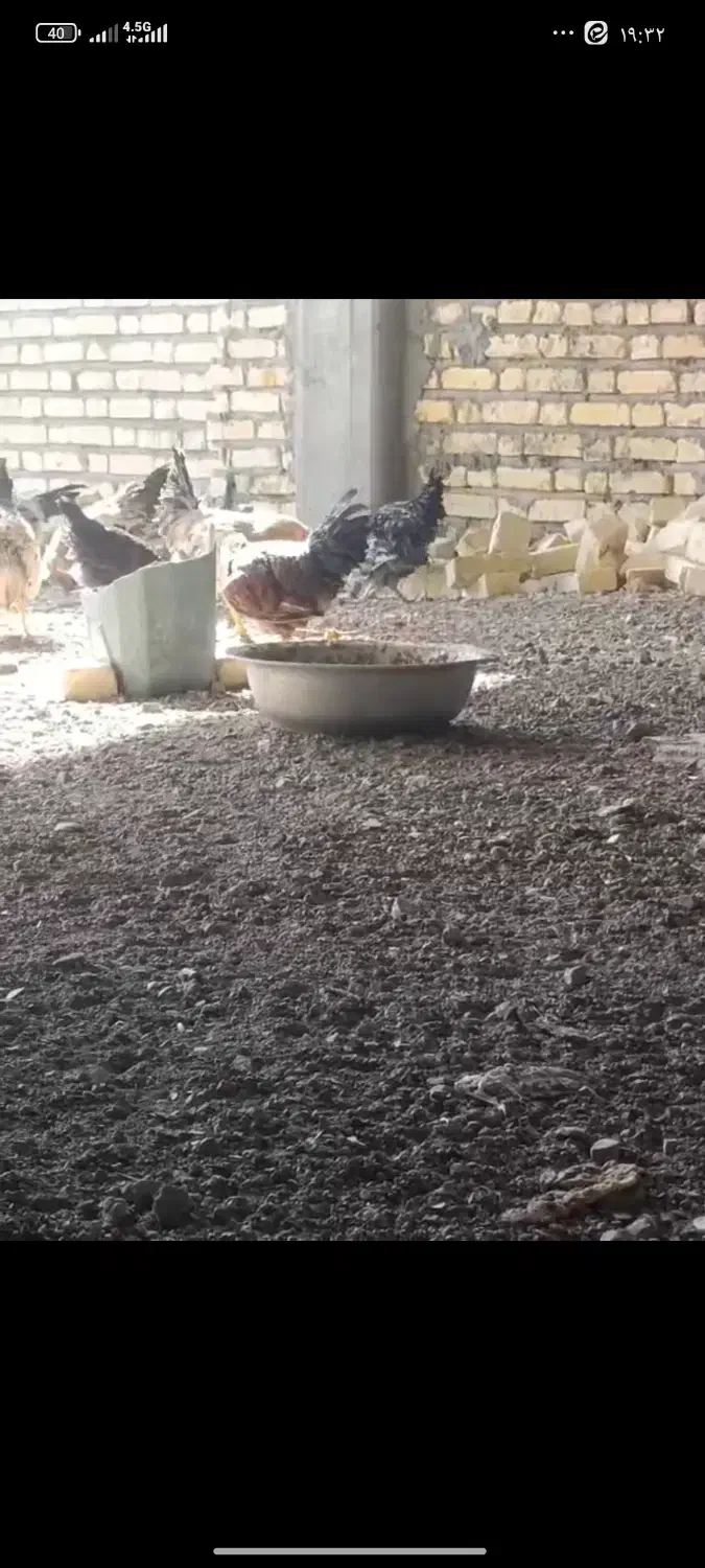 17عدد مرغ و سه عدد خروس همگی جوان|حیوانات مزرعه|ورزنه, |دیوار