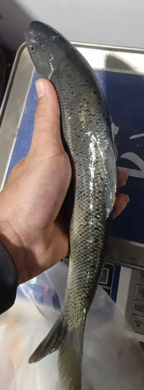 زرده وشیربد(چهار سیبیل)|ماهی|خرم‌آباد, |دیوار