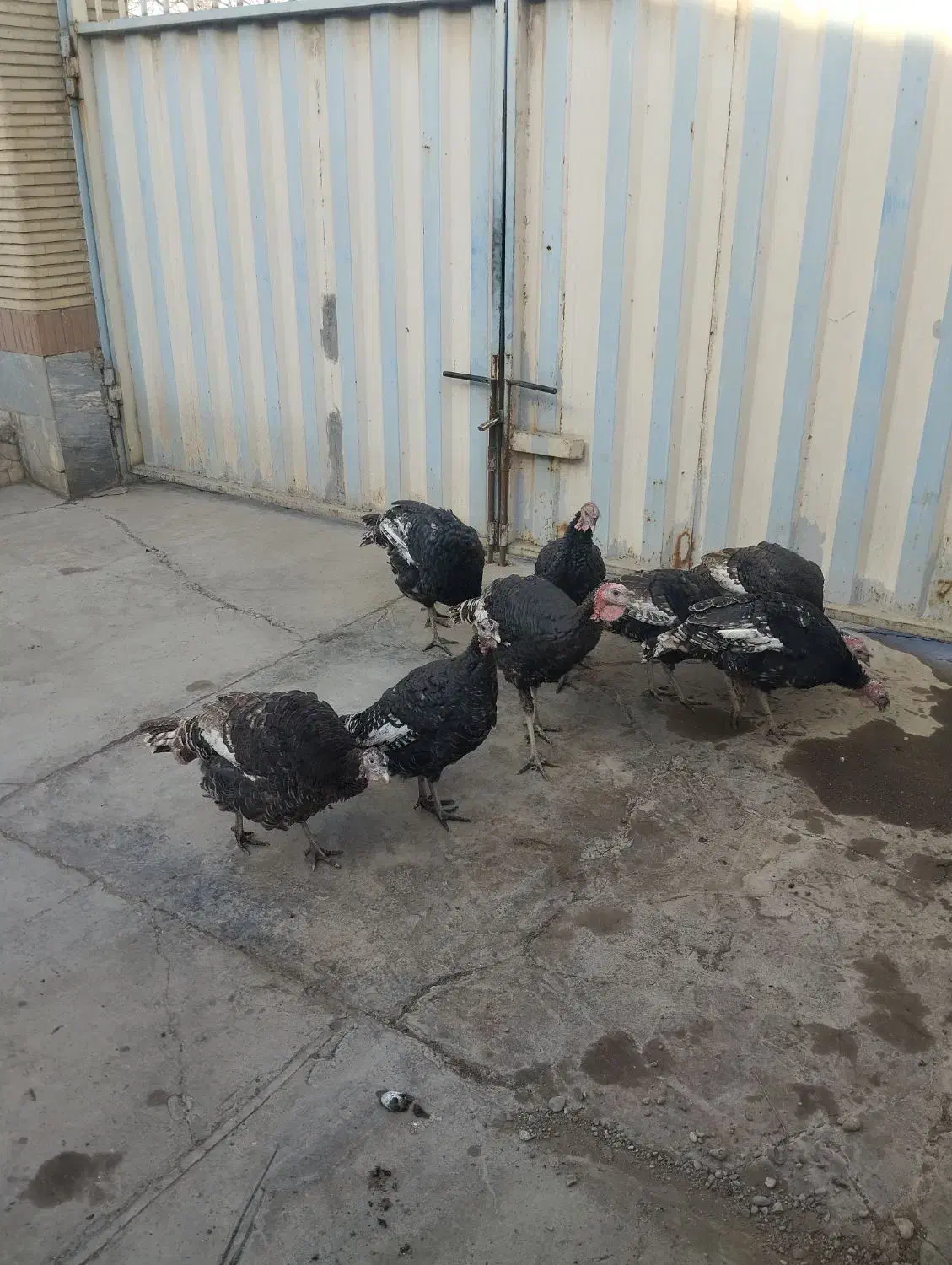 بوقلمون|حیوانات مزرعه|ورامین, خیر آباد|دیوار