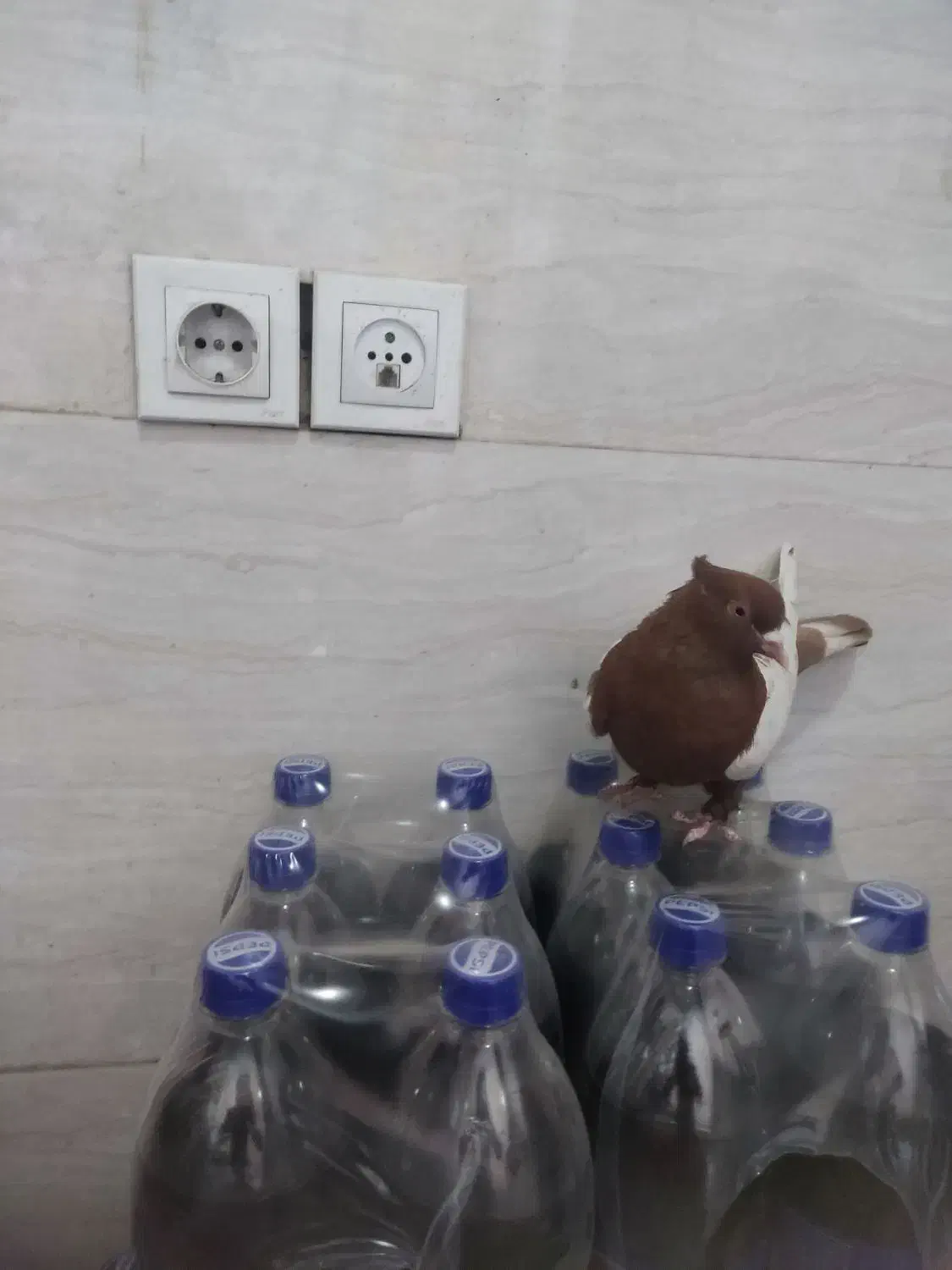 رنگی|پرنده|شیراز, شهرک مدرس|دیوار