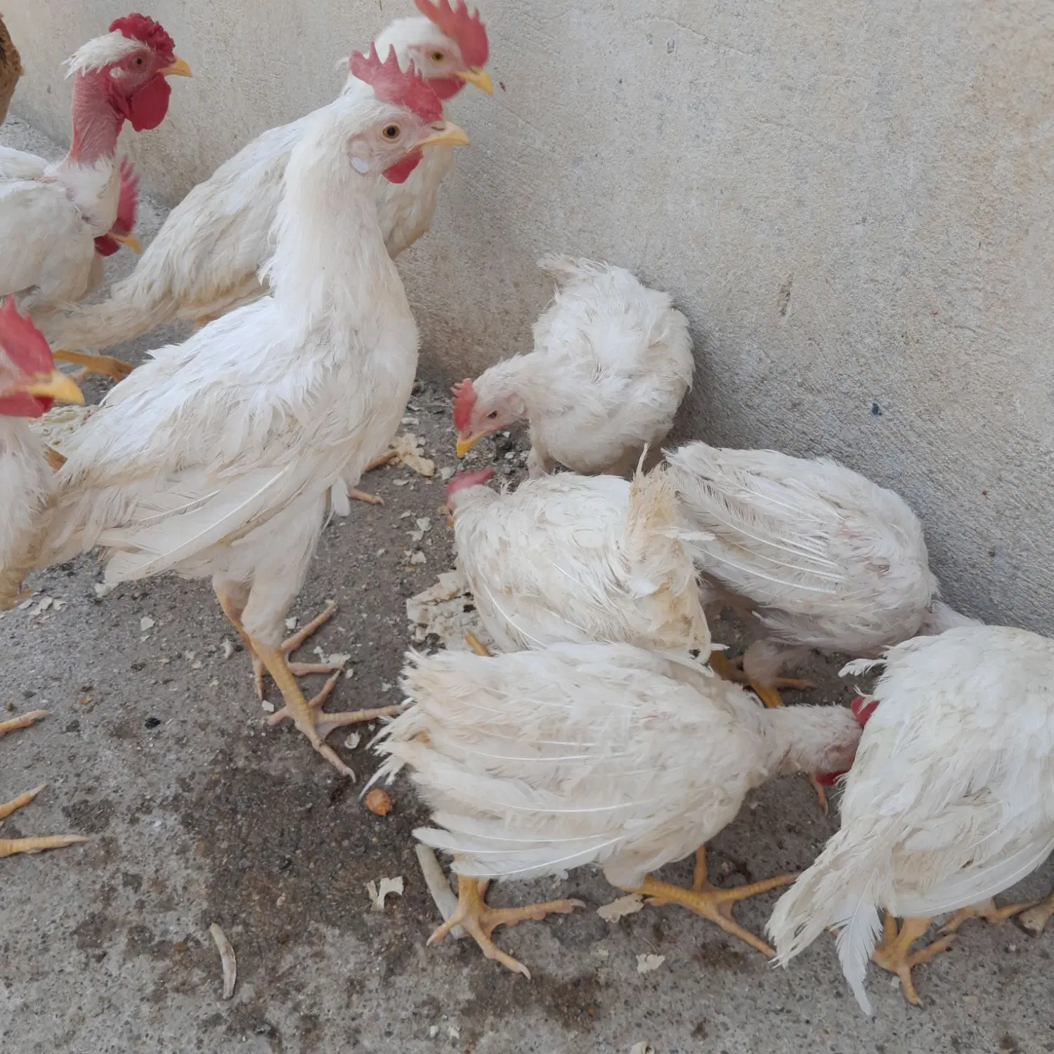 ۴۰۰۰۰۰۰|حیوانات مزرعه|جوزار, |دیوار