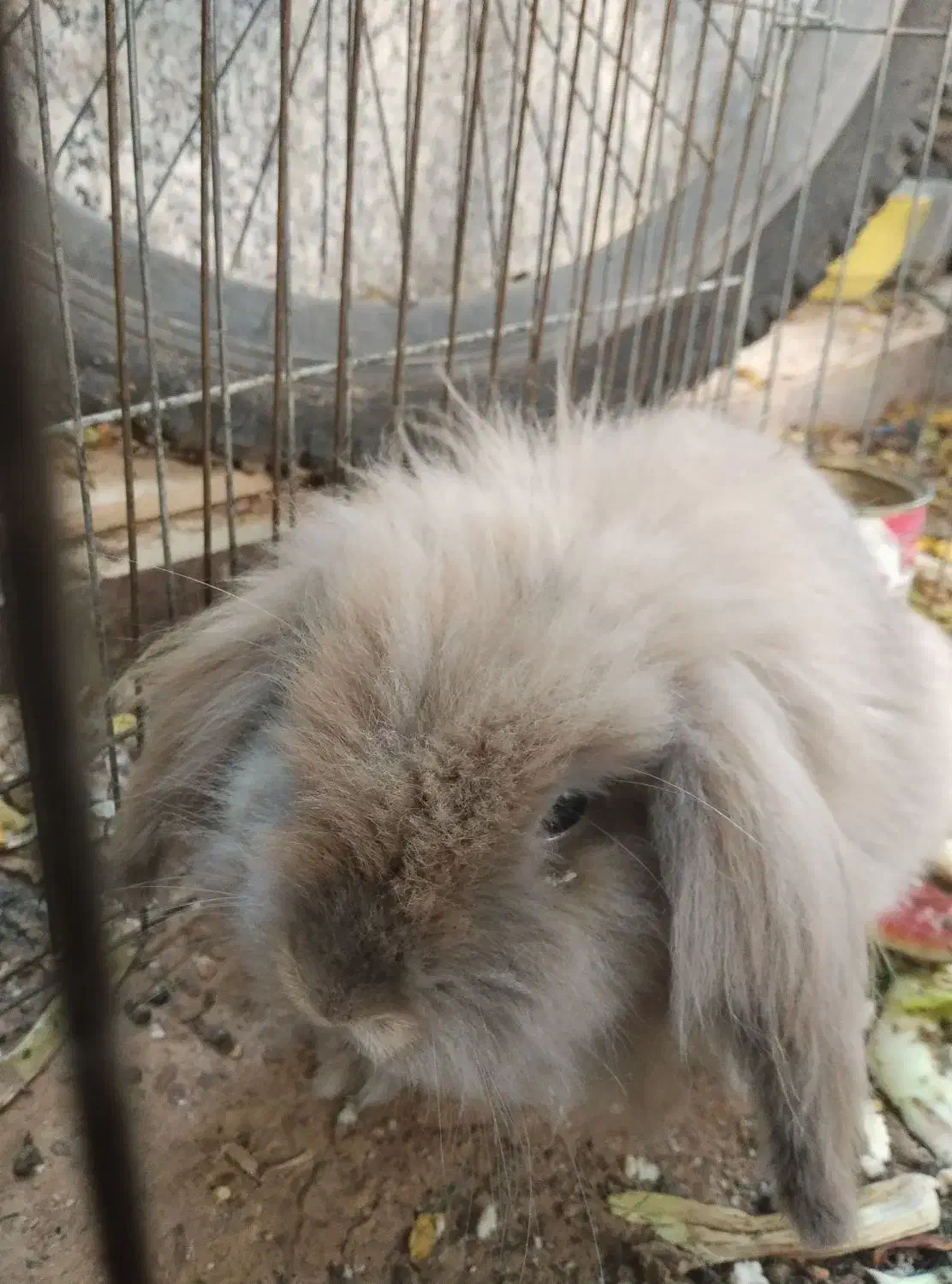 خرگوش لوپی|موش و خرگوش|شیراز, سهلآباد|دیوار