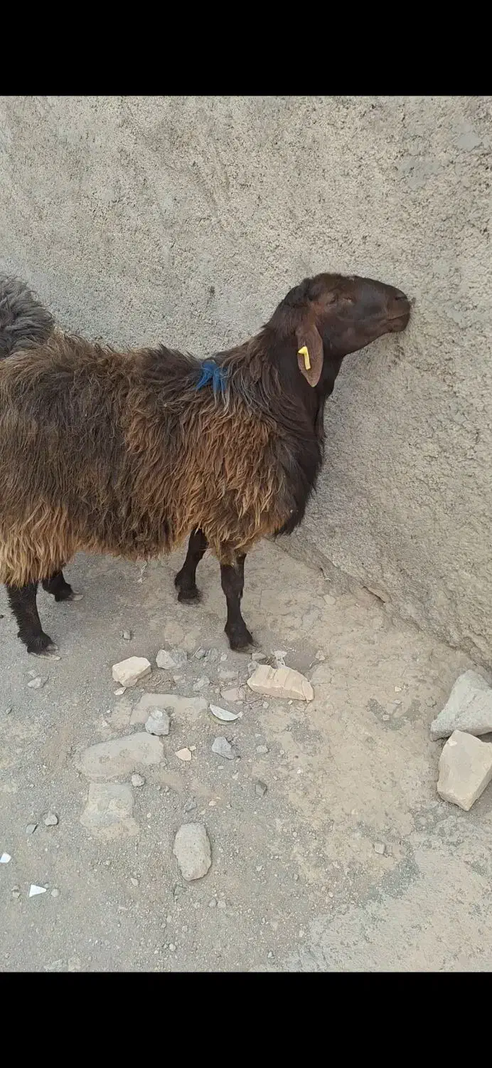 شیشک همو به شرط خون گیری|حیوانات مزرعه|اسحاق آباد, |دیوار