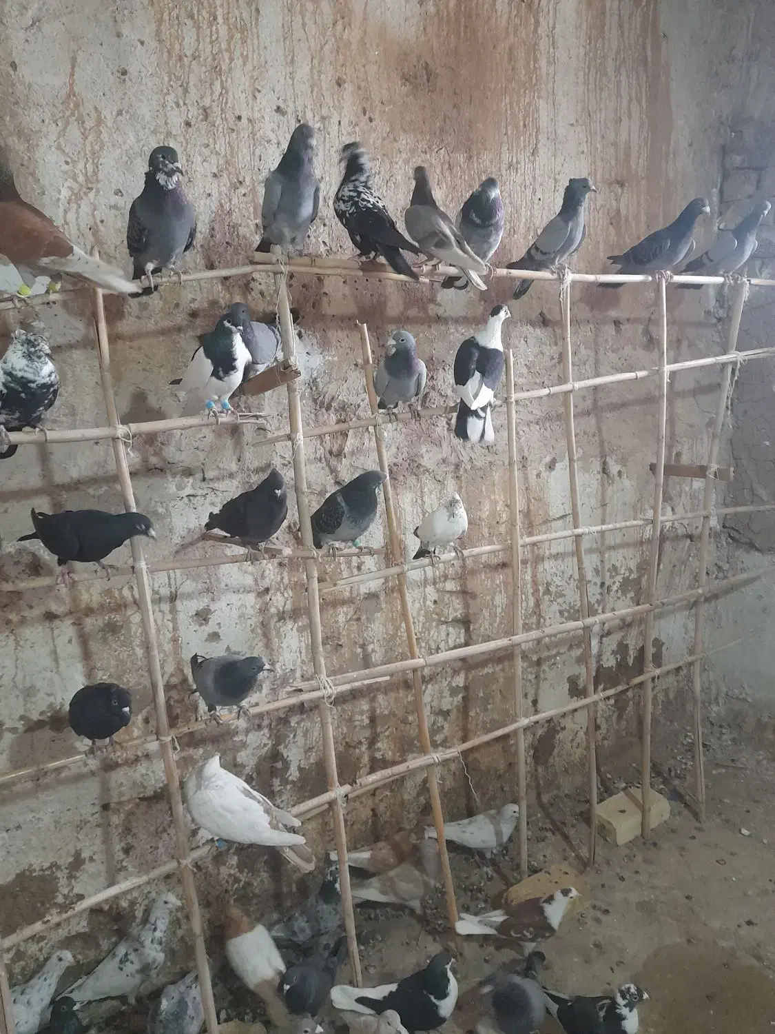 کبوتر پرشی قاقازان|پرنده|تاکستان, |دیوار