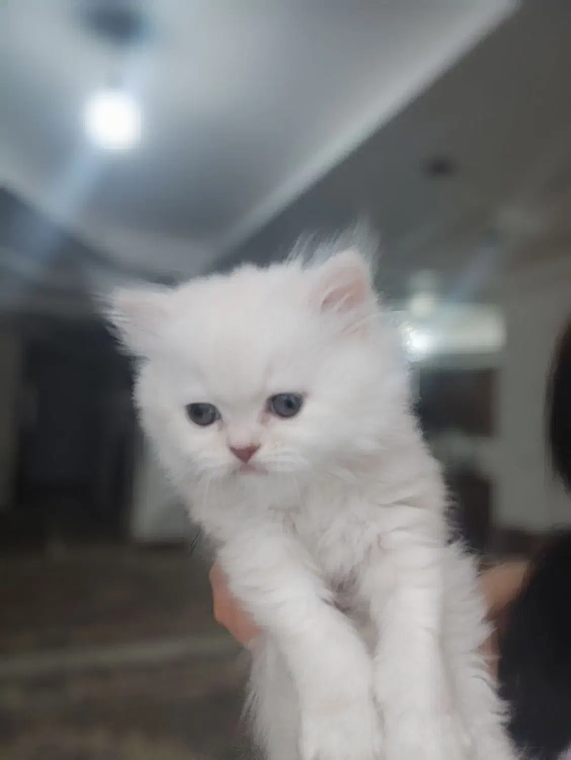 توله اصیل|گربه|تهران, پارک شهر|دیوار