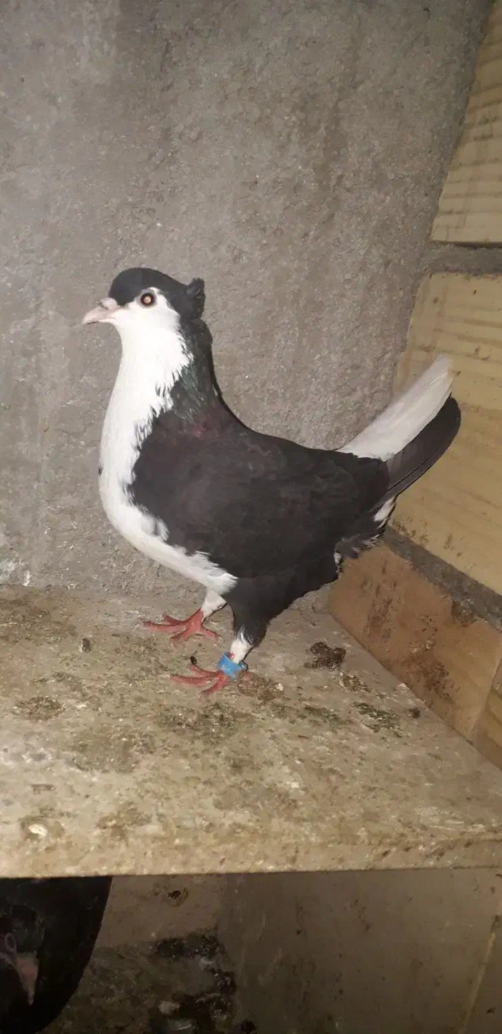 ساده کاکلی|پرنده|نگین شهر, |دیوار