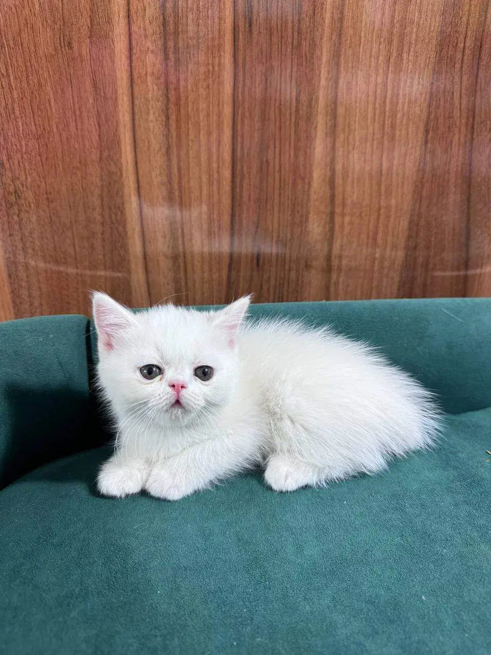 بچه گربه پرشین اسکاتیش|گربه|بیرجند, |دیوار