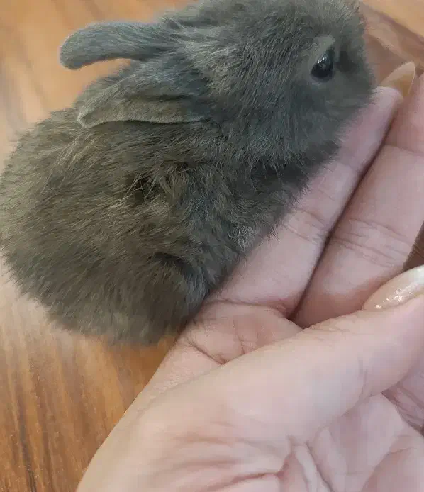 خرگوش مینیاتوری نژاد دار|موش و خرگوش|اصفهان, ملکشهر|دیوار