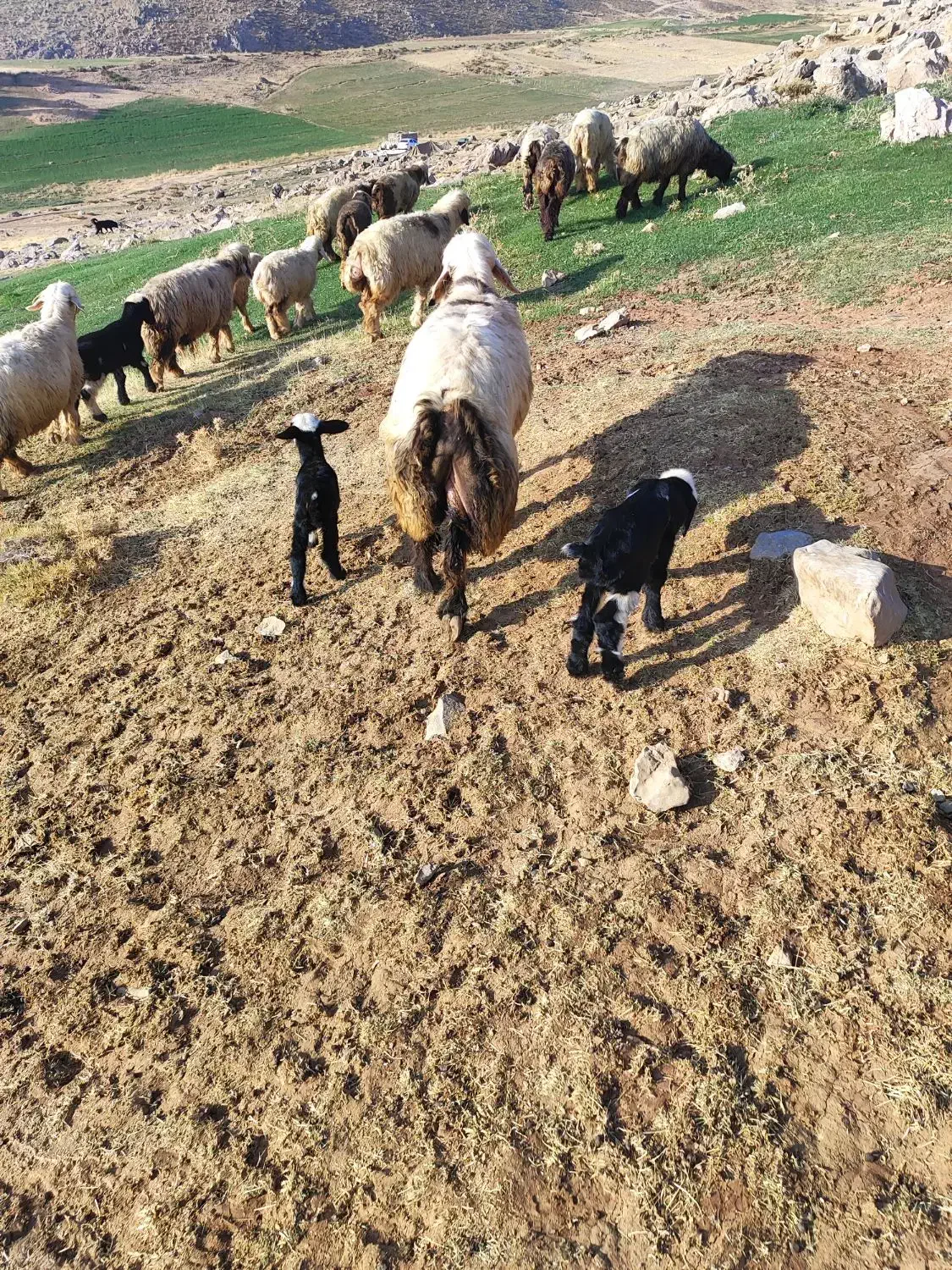 فروش 14میش ابستن ترکی اصل|حیوانات مزرعه|کوهرنگ, |دیوار