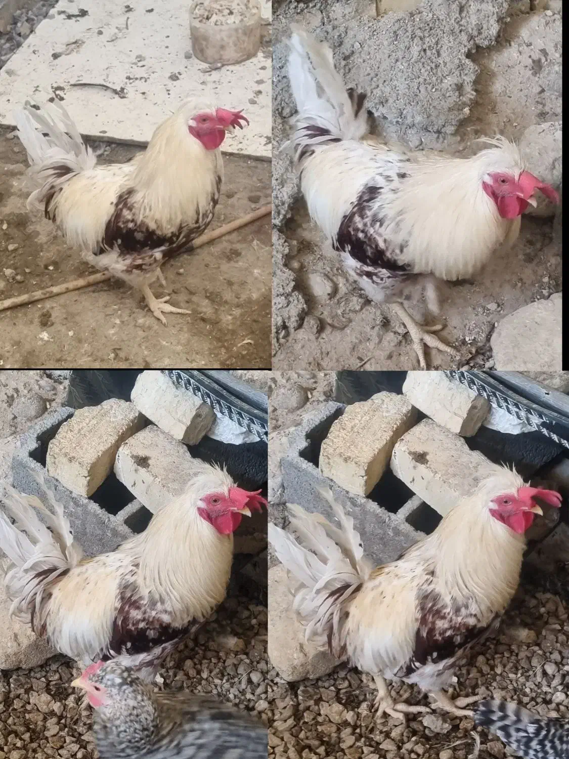 مرغ و خروس محلی اصیل|حیوانات مزرعه|لامرد, |دیوار