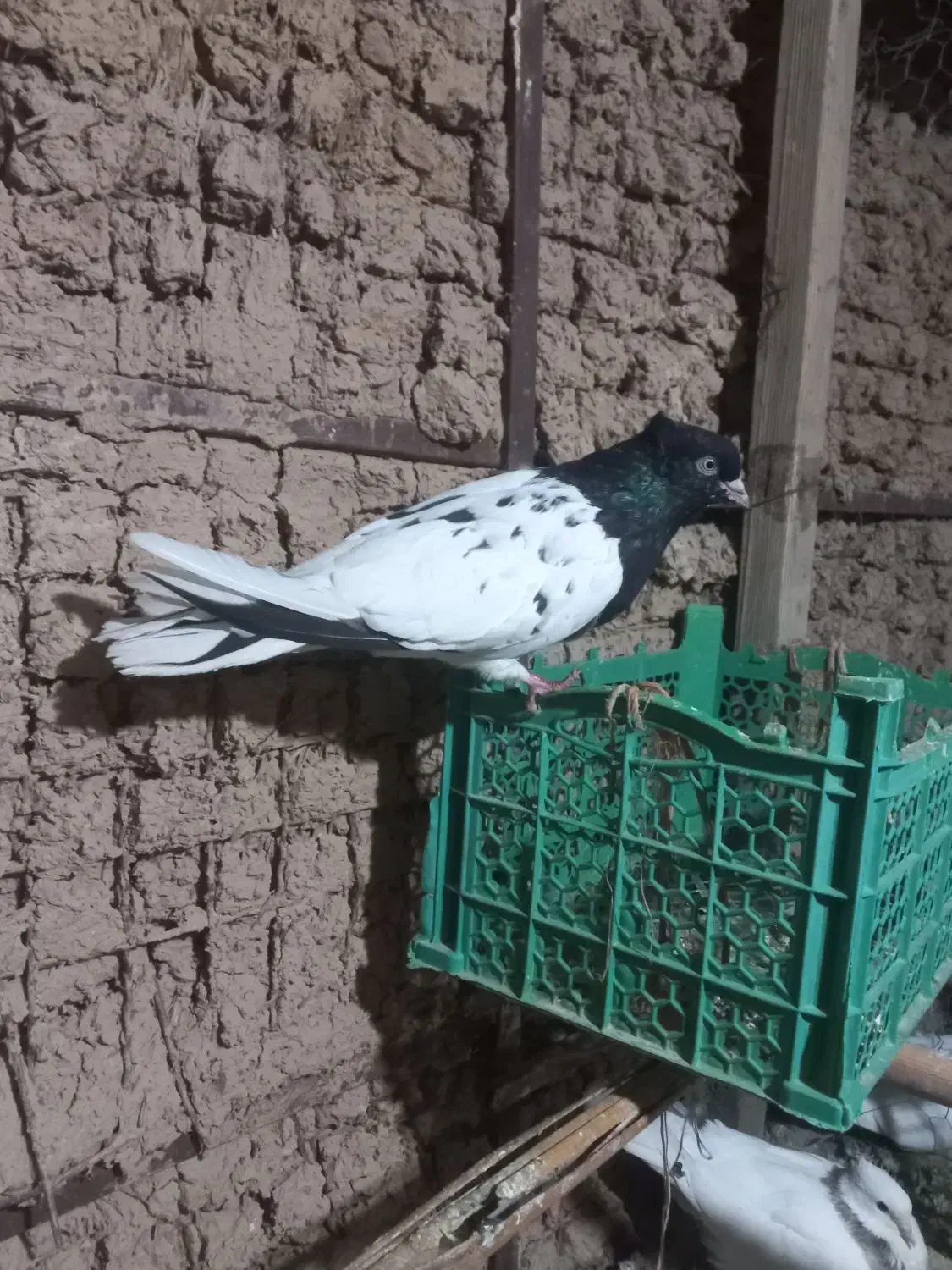 پرنده کله ای ماده|پرنده|اندیمشک, |دیوار