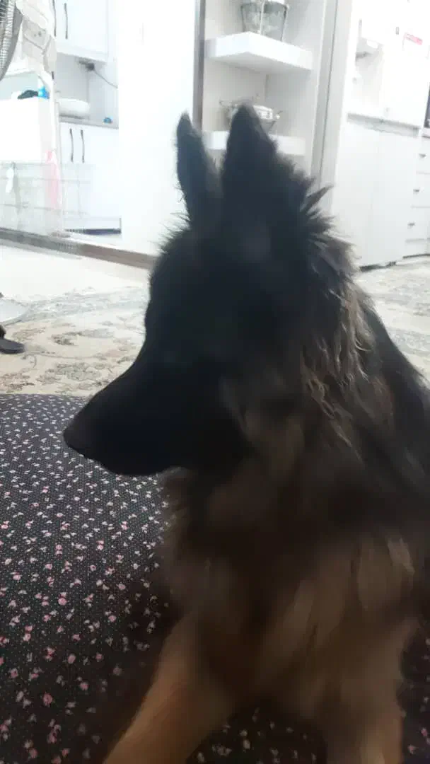 ژرمن ماده شجره دار بلک فیس|سگ|یزد, |دیوار