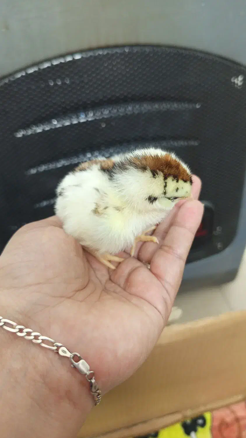 جوجه یک روزه نژاد دار|حیوانات مزرعه|رباط‌کریم, رباط‌کریم|دیوار