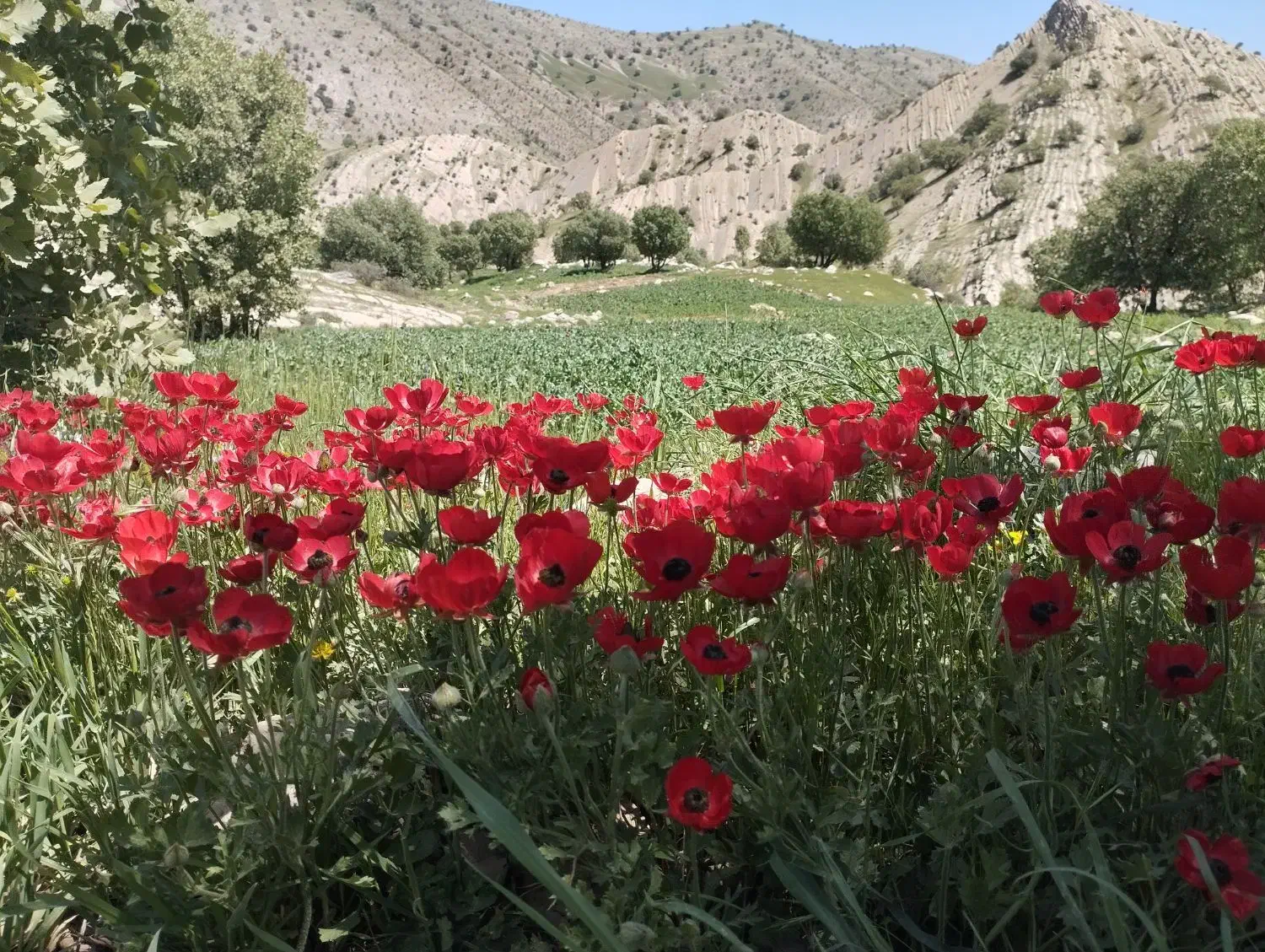 حواله سهند 3ماه|خودرو سواری و وانت|اراک, |دیوار