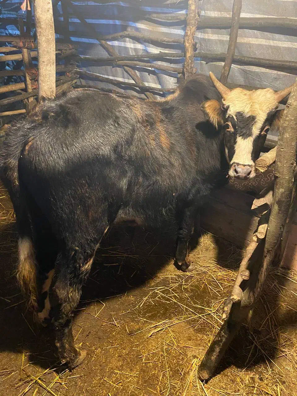 گاو نر|حیوانات مزرعه|اطاقور, |دیوار