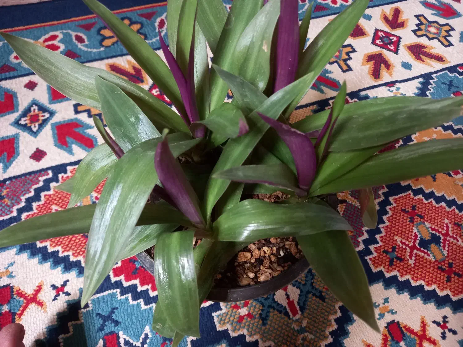 4شاخه گل زیپلین باکلی پاجوش|گل و گیاه طبیعی|بروجرد, |دیوار