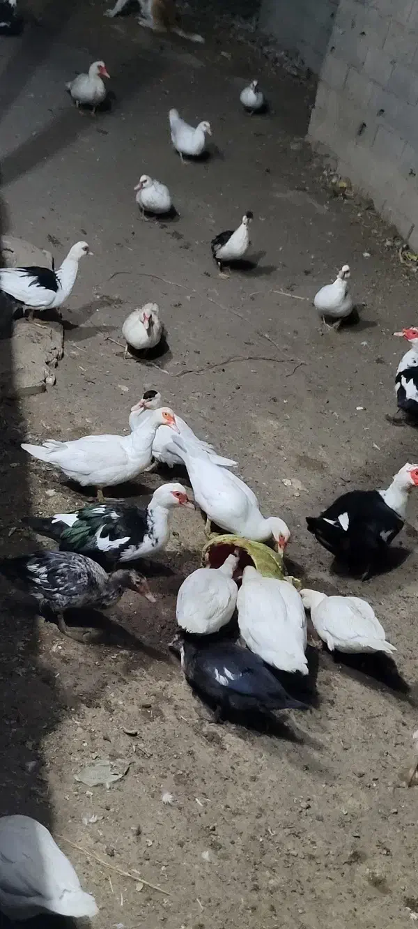 اردک مسکویی|حیوانات مزرعه|جغتای, |دیوار