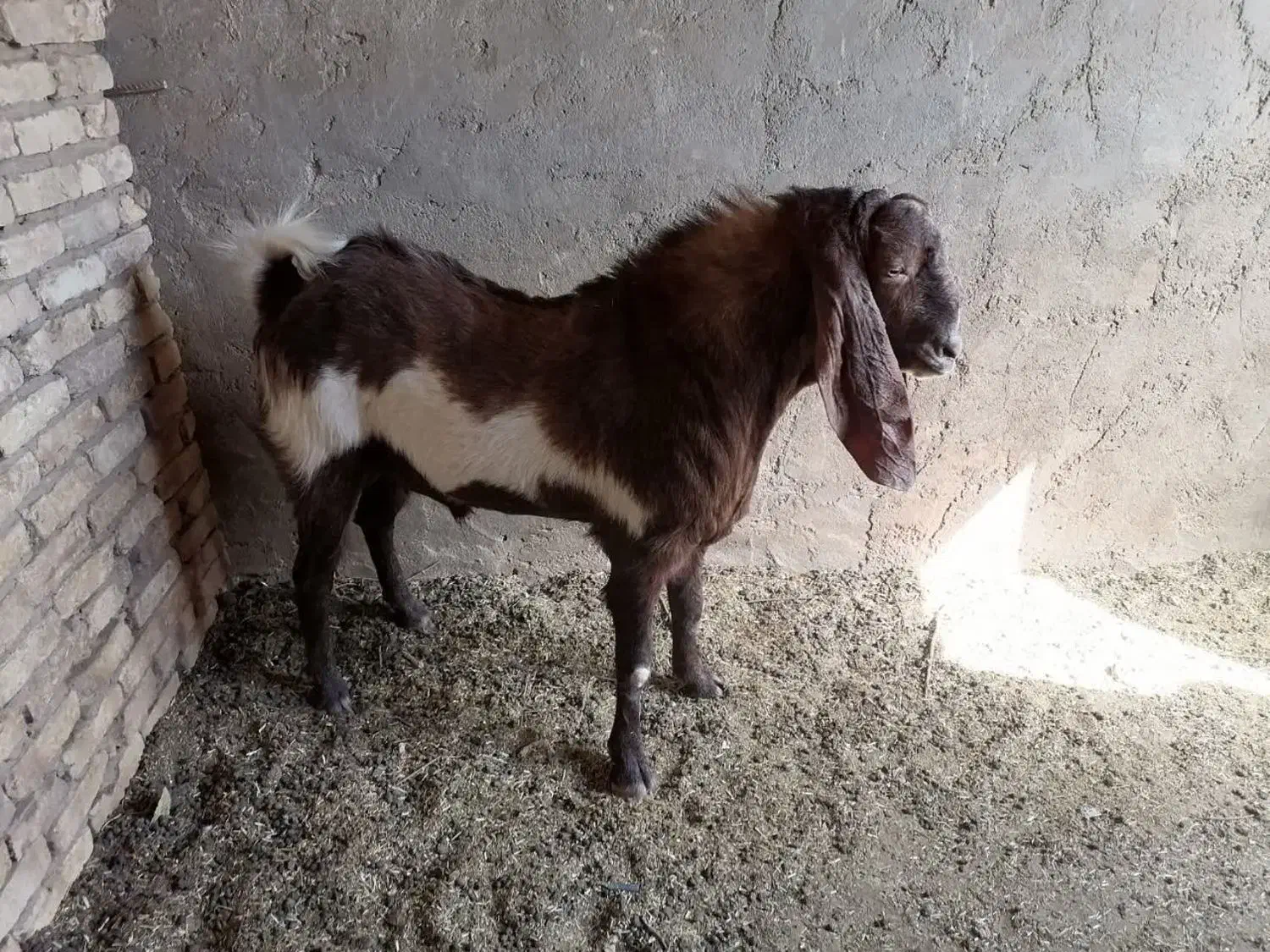 چپیش|حیوانات مزرعه|حمیدیا, |دیوار