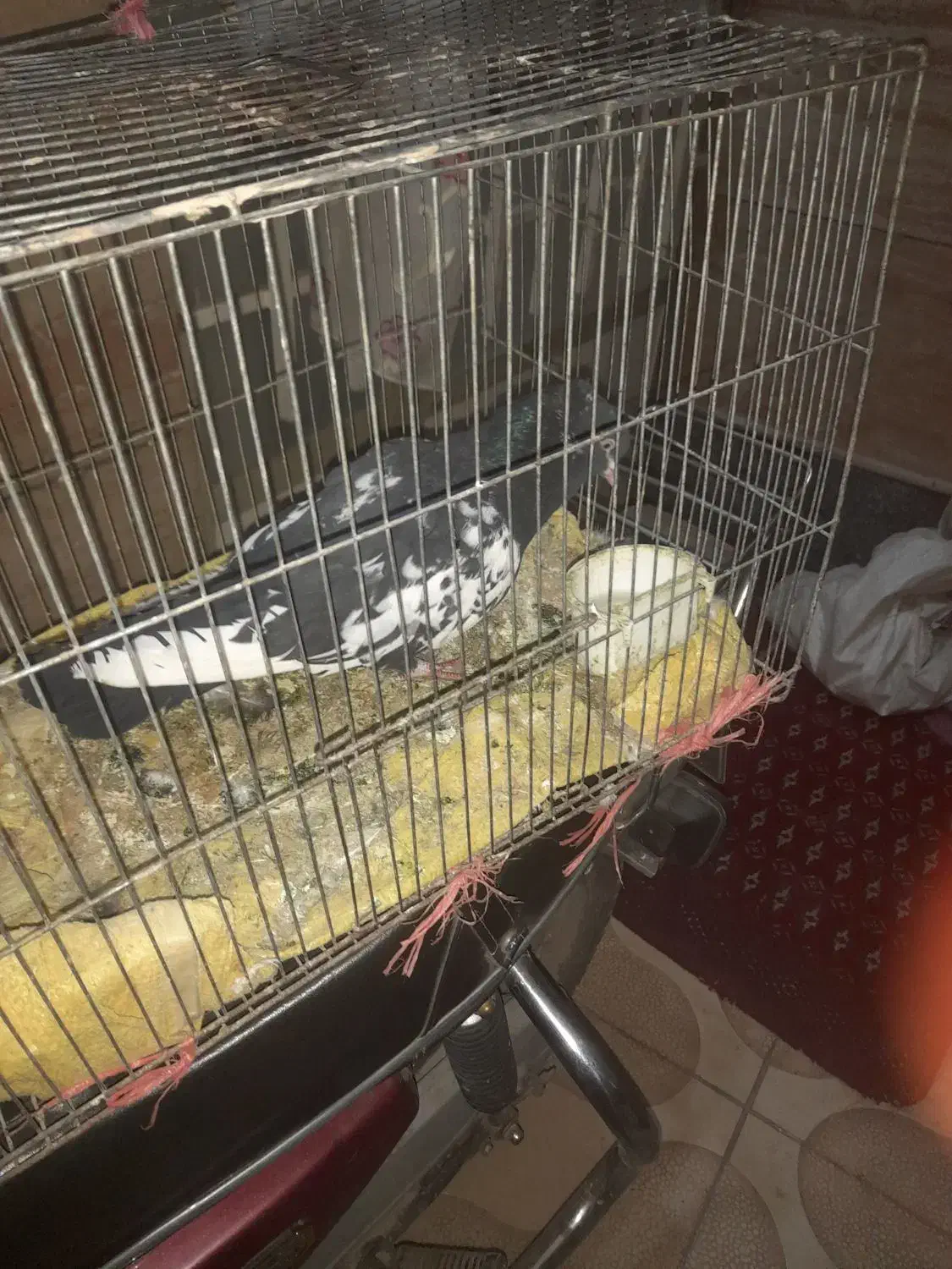 کبوتر|پرنده|نیشابور, دربقاضی|دیوار