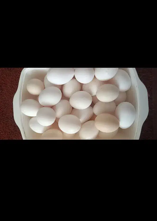 تخم مرغ|حیوانات مزرعه|مرودشت, علیآباد|دیوار