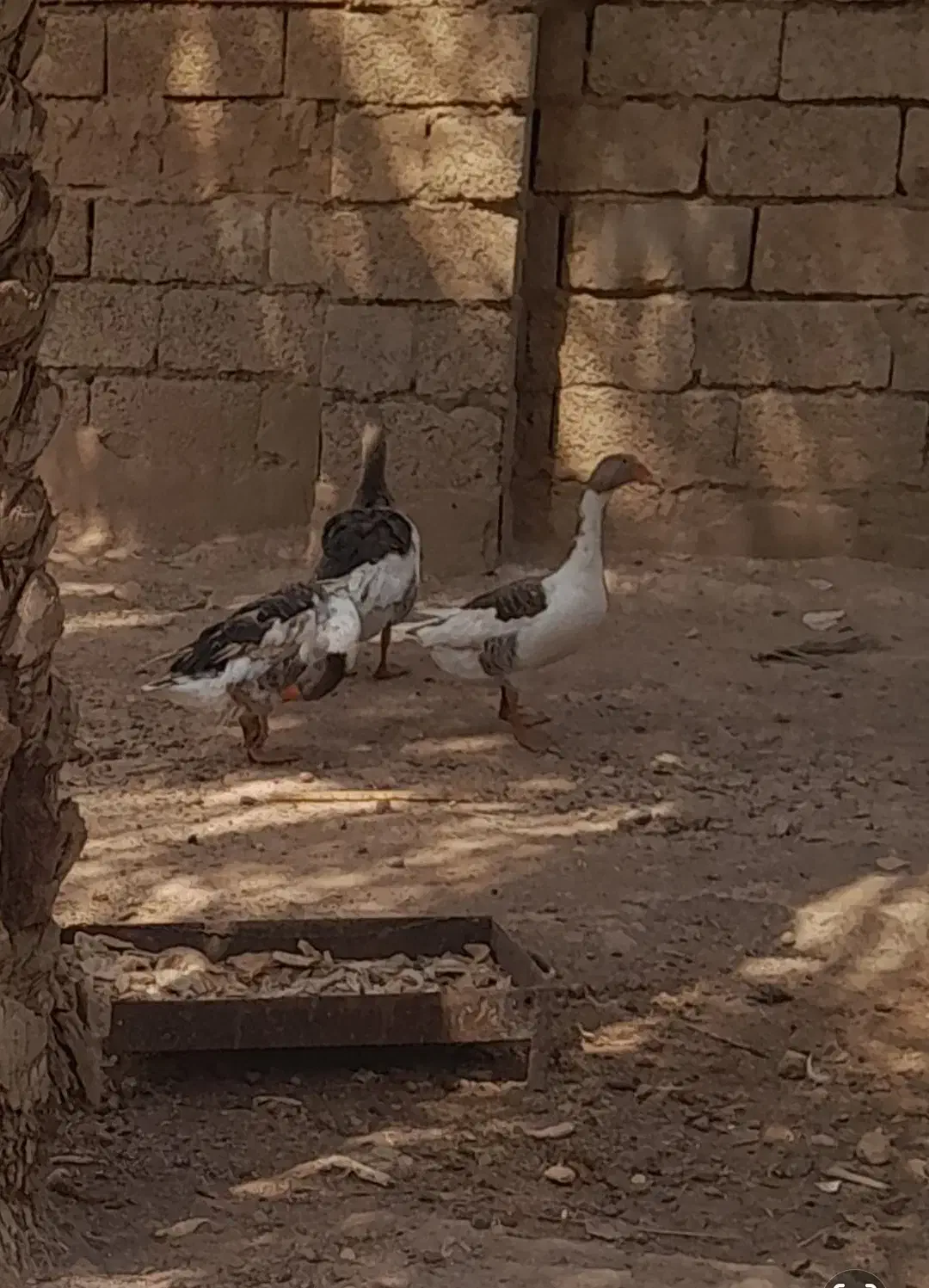 غاز محلی|حیوانات مزرعه|اهواز, پردیس|دیوار