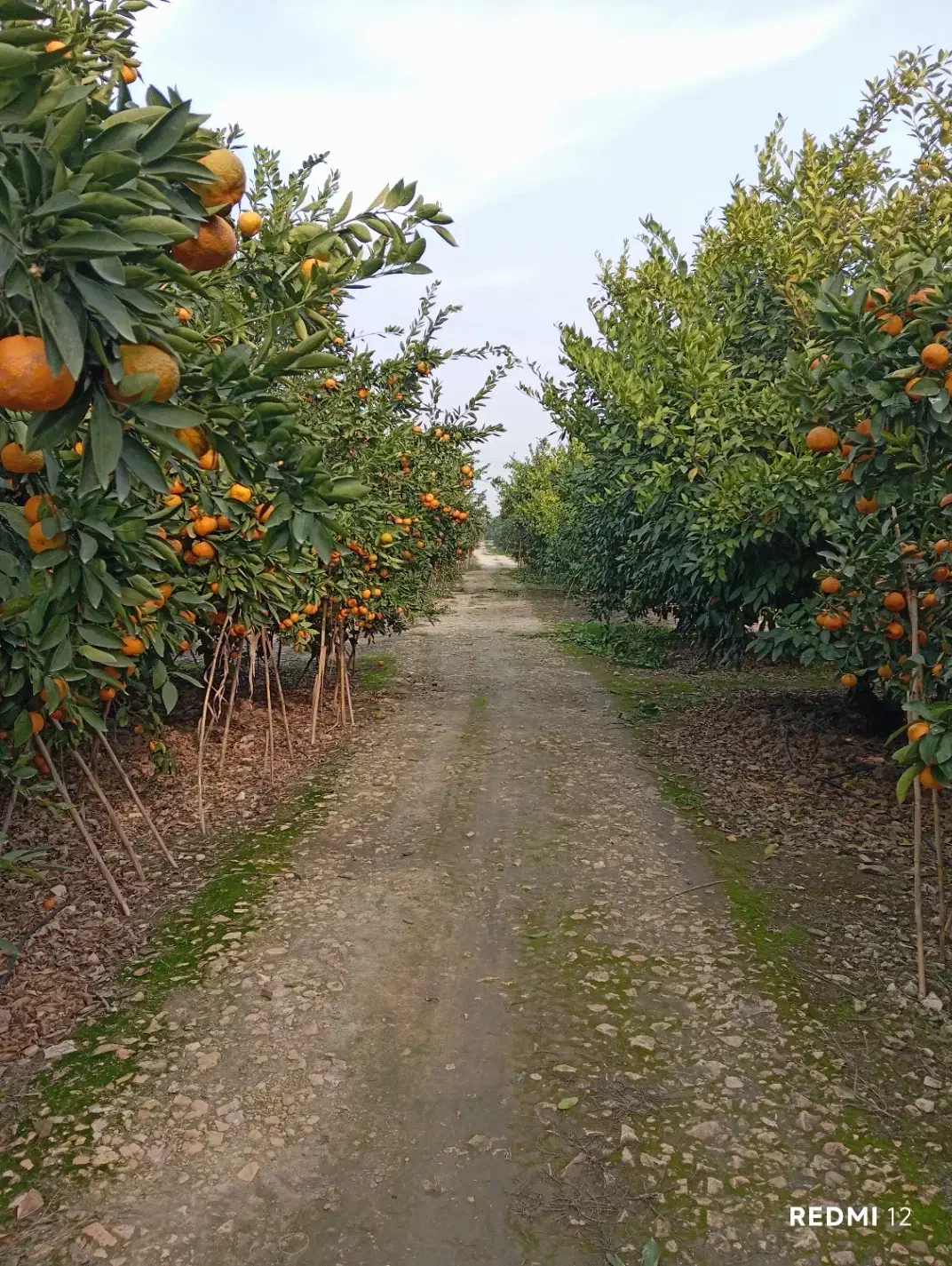 نیروی کار برای چیدن مرکبات|خدمات باغبانی و درختکاری|بهشهر, |دیوار