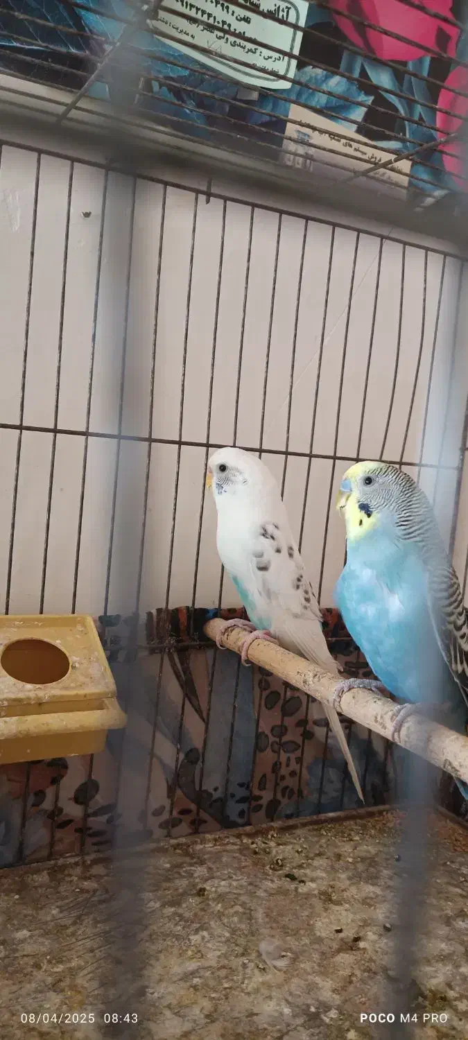 ی جفت مرغ عشق مولد|پرنده|بم, |دیوار