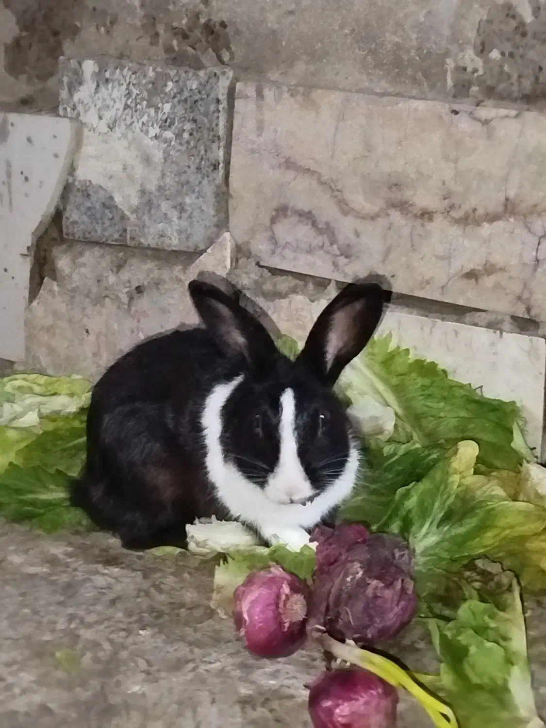 دو عدد خرگوش نر و خوشگل و دوست داشتنی|موش و خرگوش|چابهار, |دیوار