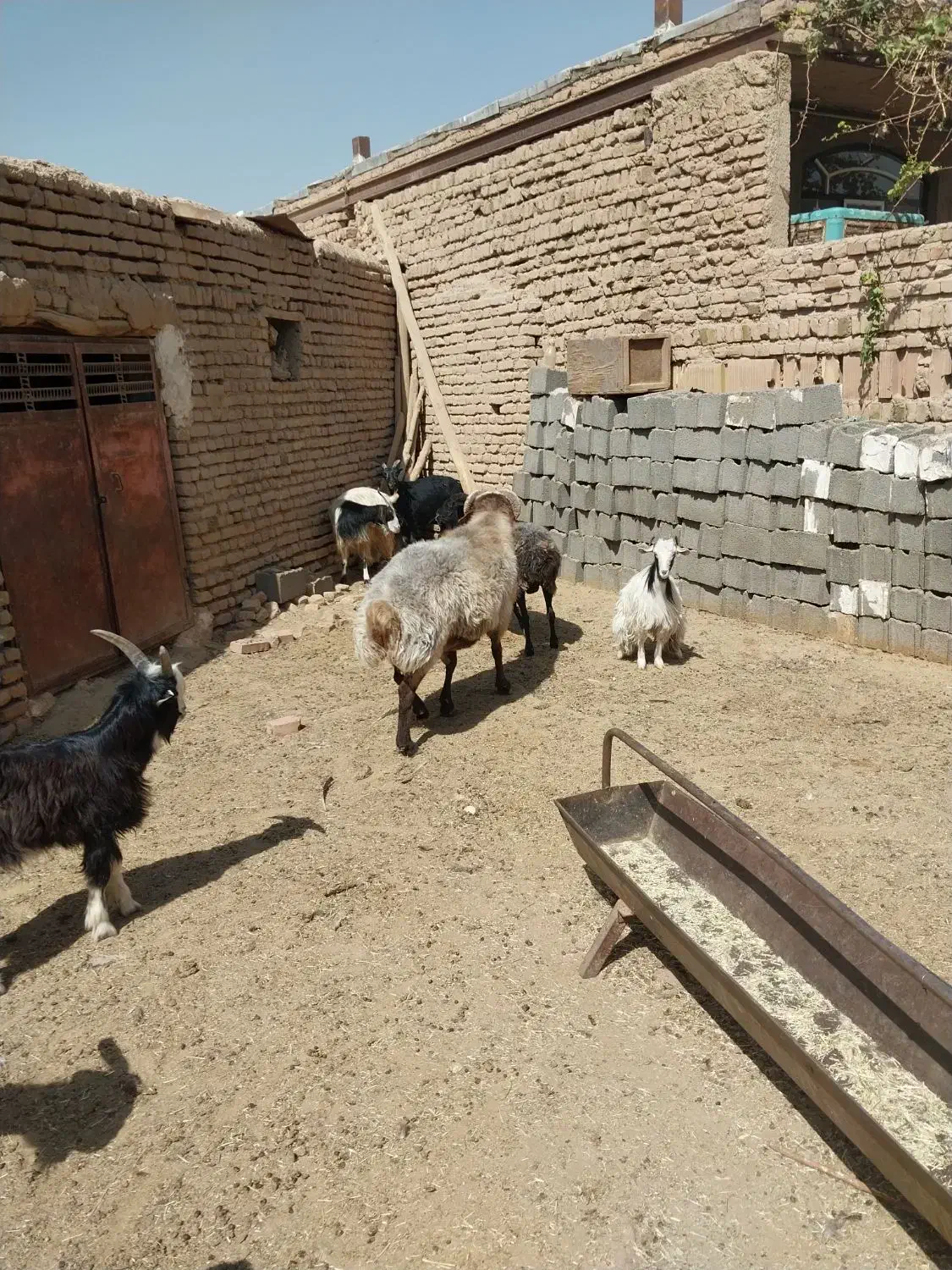 قوچ داشتی  فروشی|حیوانات مزرعه|قرچک, قشلاق جیتو|دیوار