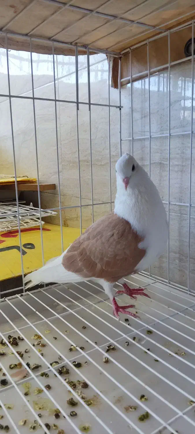 دوکت زرد|پرنده|اندیمشک, |دیوار