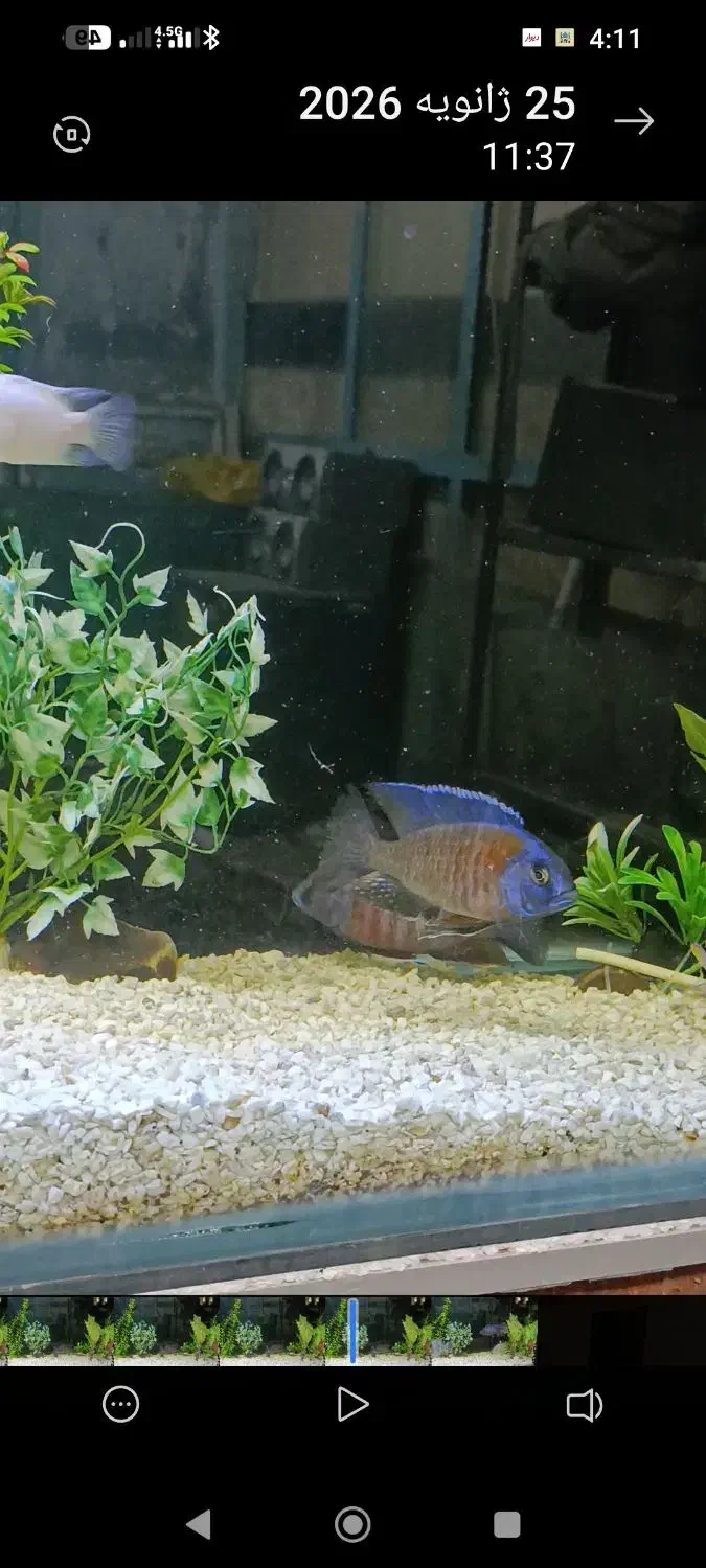 جفت آماده تخم ریزی|ماهی|اردبیل, |دیوار