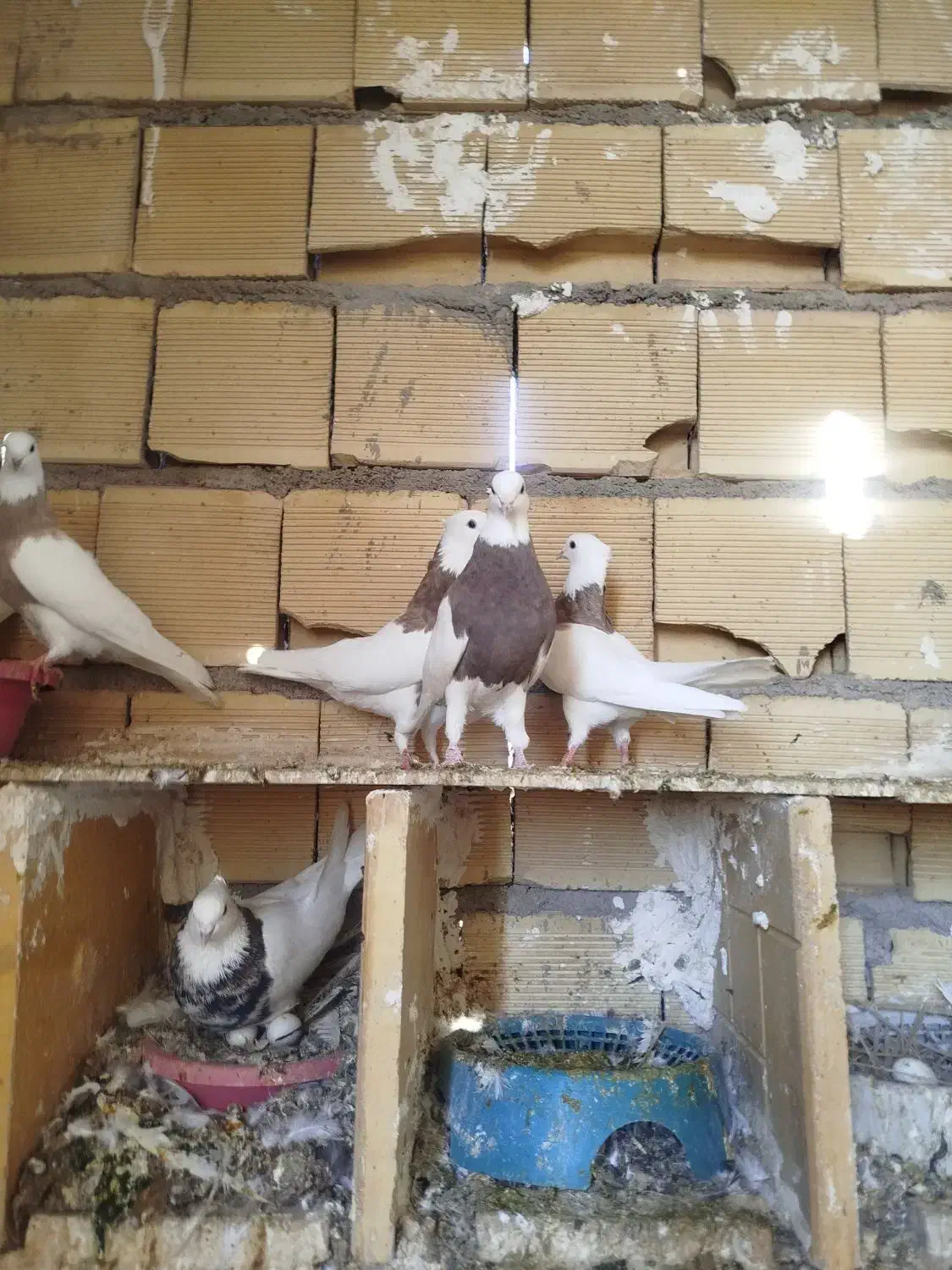 طوقی|پرنده|امیدیه, |دیوار