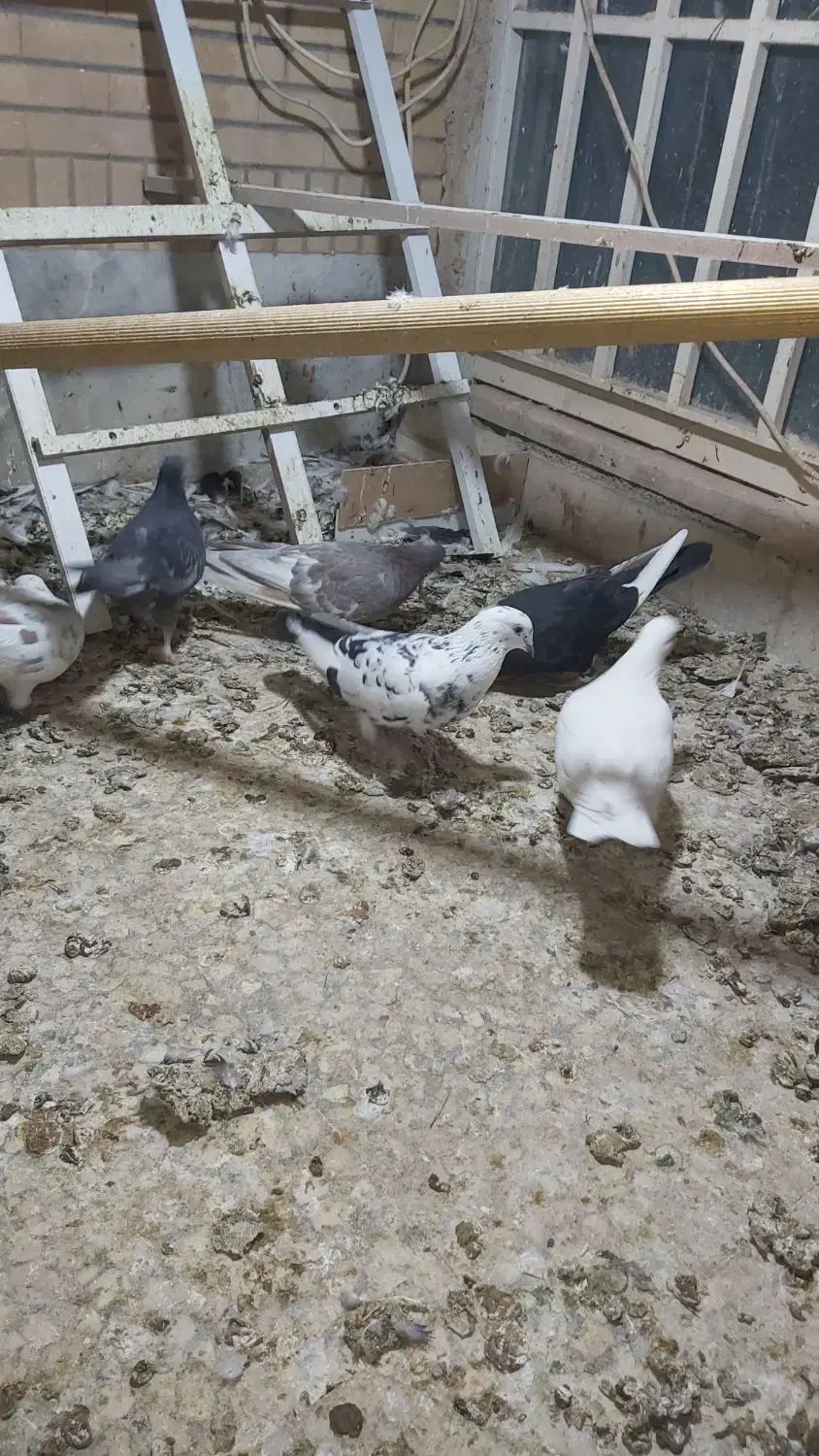 کفتر ۶عدد یکجا|پرنده|کاشان, شهرک فرهنگیان|دیوار