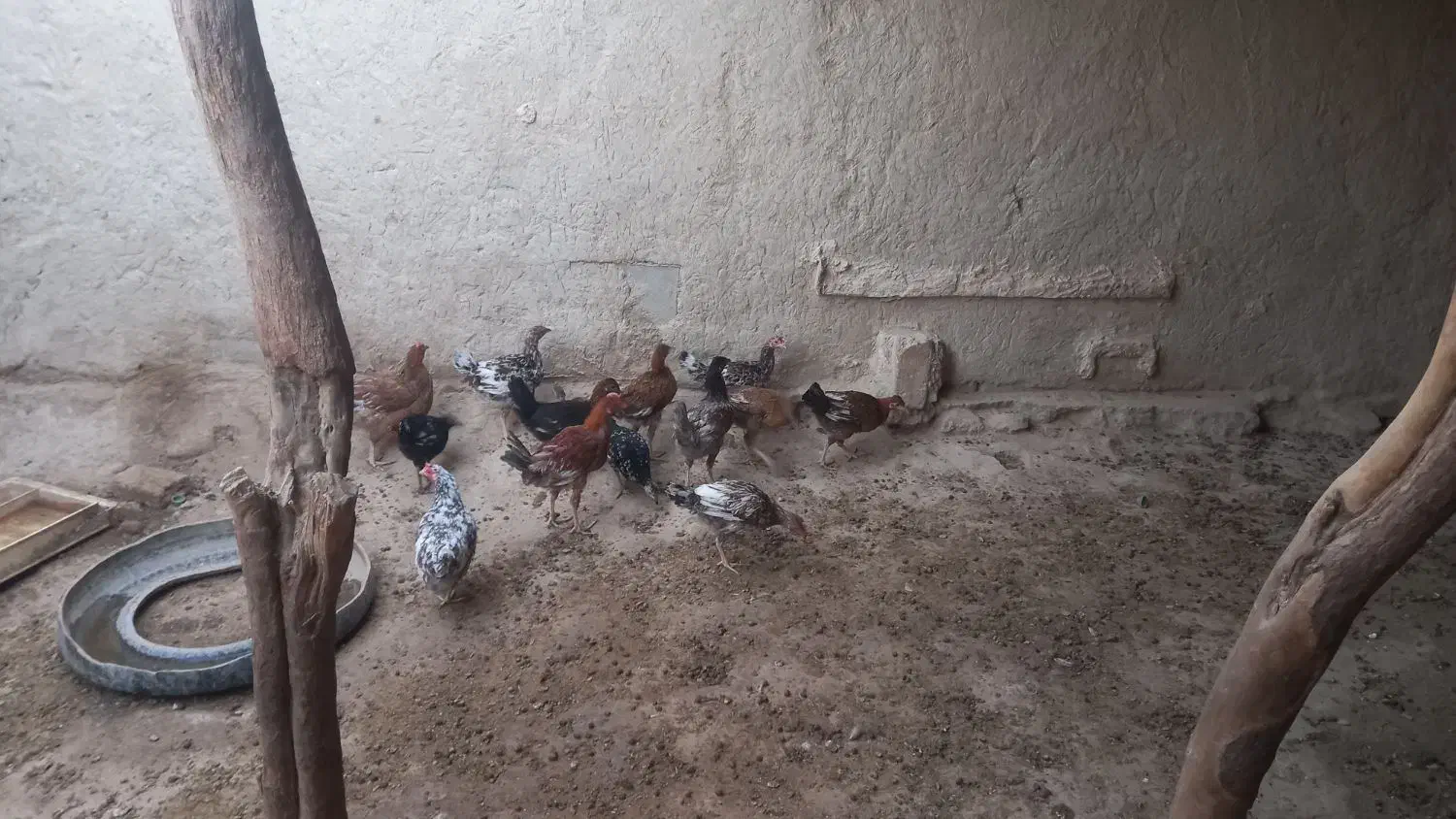 جوجه محلی چاق|حیوانات مزرعه|قرقری, |دیوار