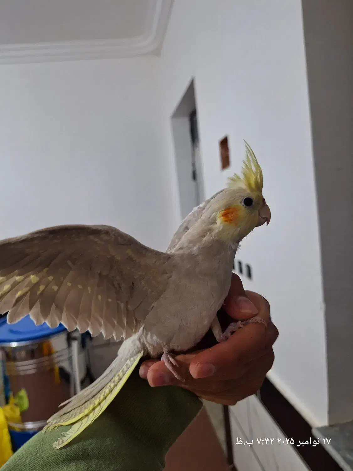 عروس هلندی ماده|پرنده|خان ببین, |دیوار