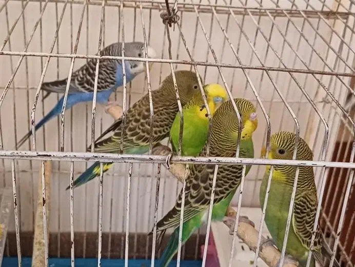 مرغ عشق|پرنده|مرودشت, شهرک مهدیه|دیوار