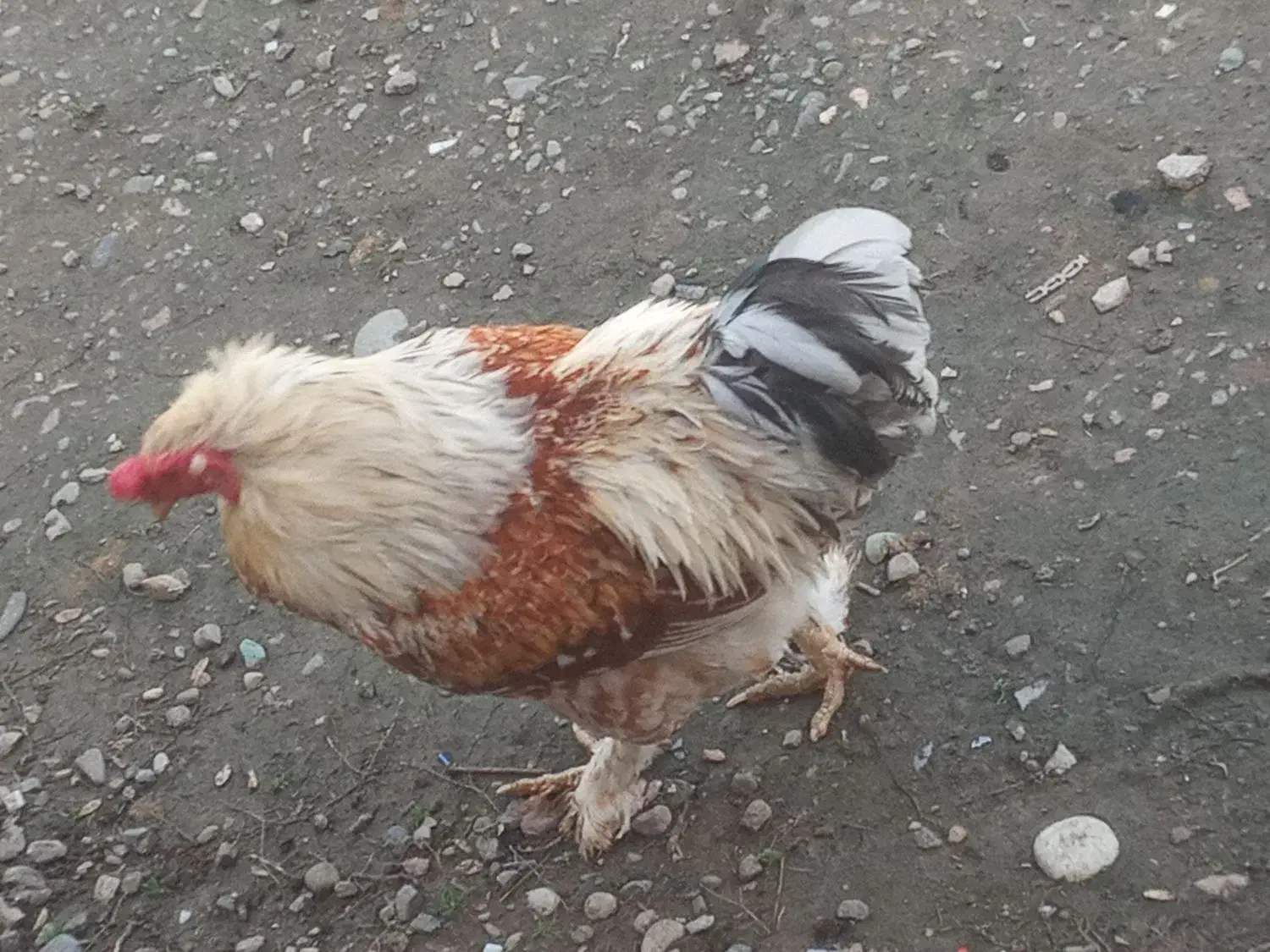 خروس برهما|حیوانات مزرعه|سنگر, |دیوار