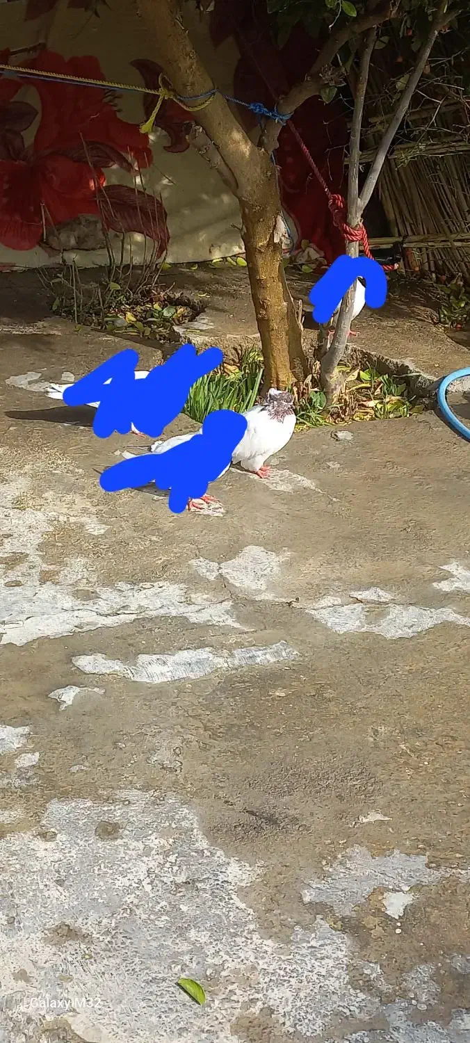 کبوتر کله سرخ|پرنده|دره شهر, |دیوار