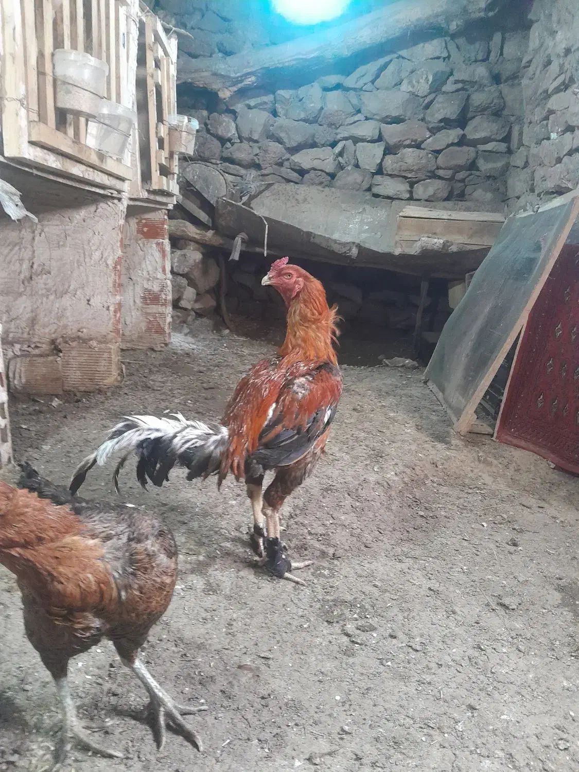 خروس لاری|حیوانات مزرعه|پاوه, |دیوار